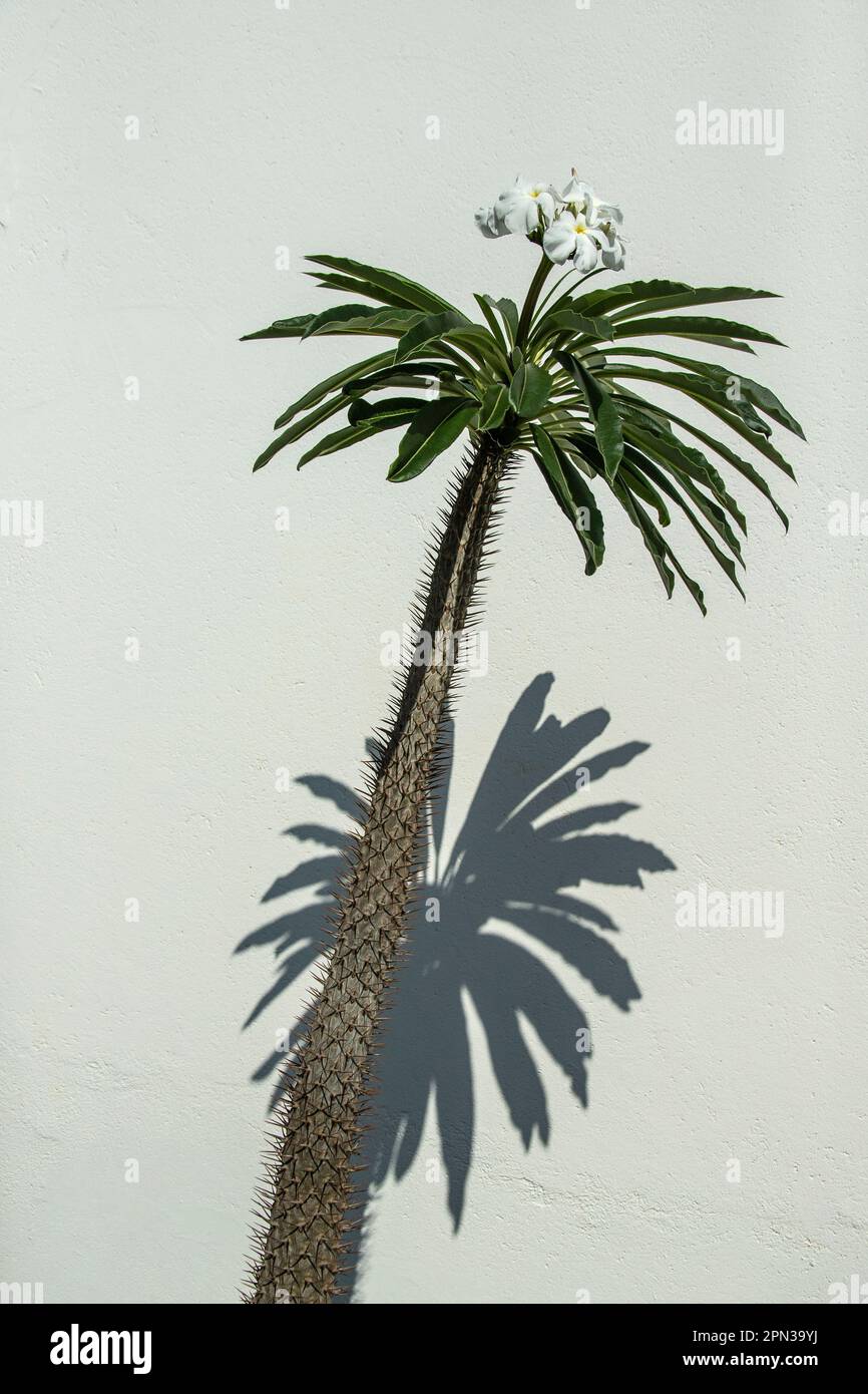 Madagascar Palm (Pachypodium lamerei) with flowers against a white wall. Stock Photo