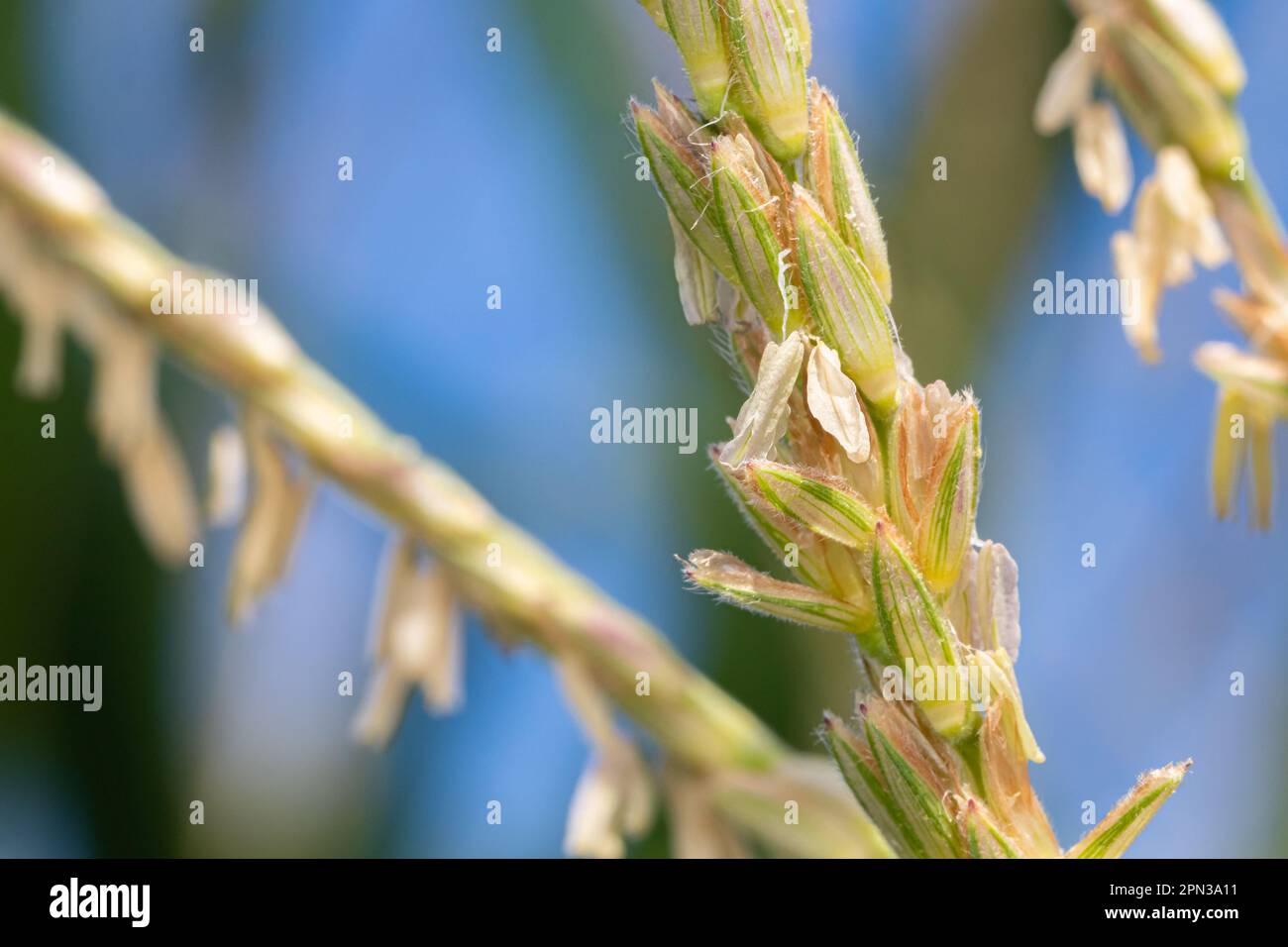 Corn tassel with grains of pollen. Pollination, grain farming and agriculture concept. Stock Photo