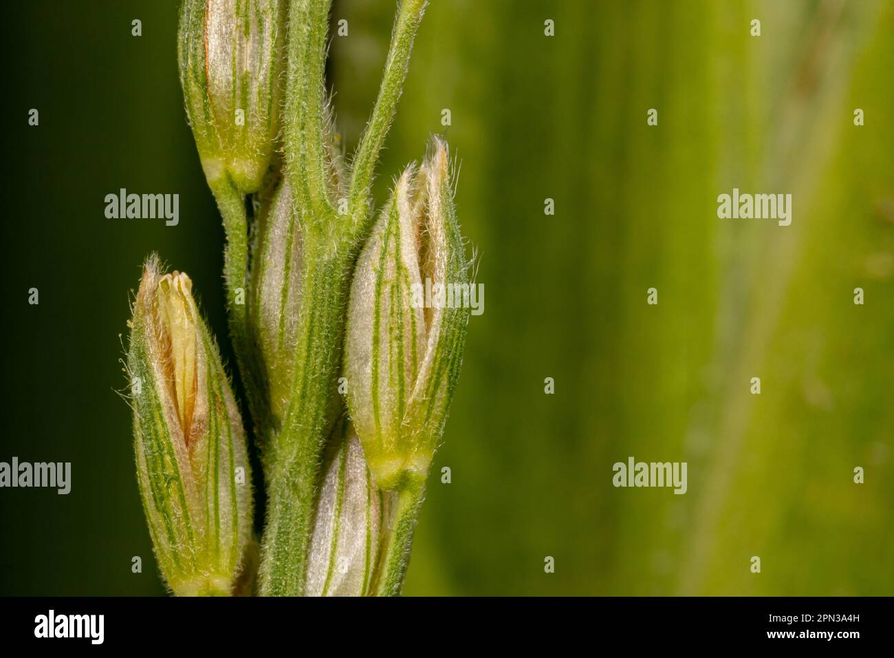 Corn tassel with grains of pollen. Pollination, grain farming and