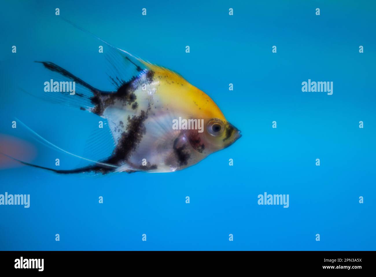 Beautiful view of aquarium with colorful angelfish. Stock Photo