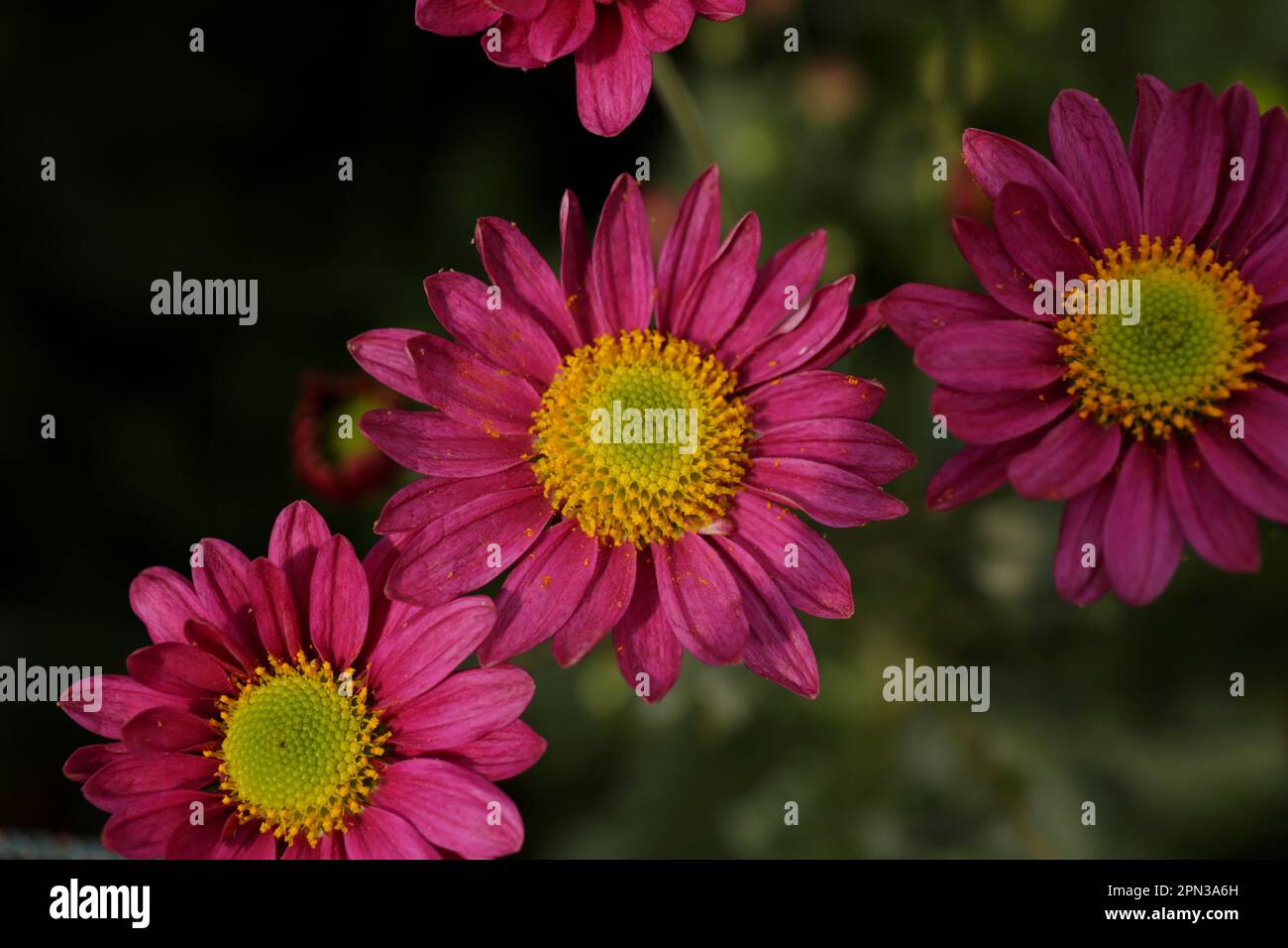 Pink and yellow Persian daisy in Indonesia Stock Photo - Alamy
