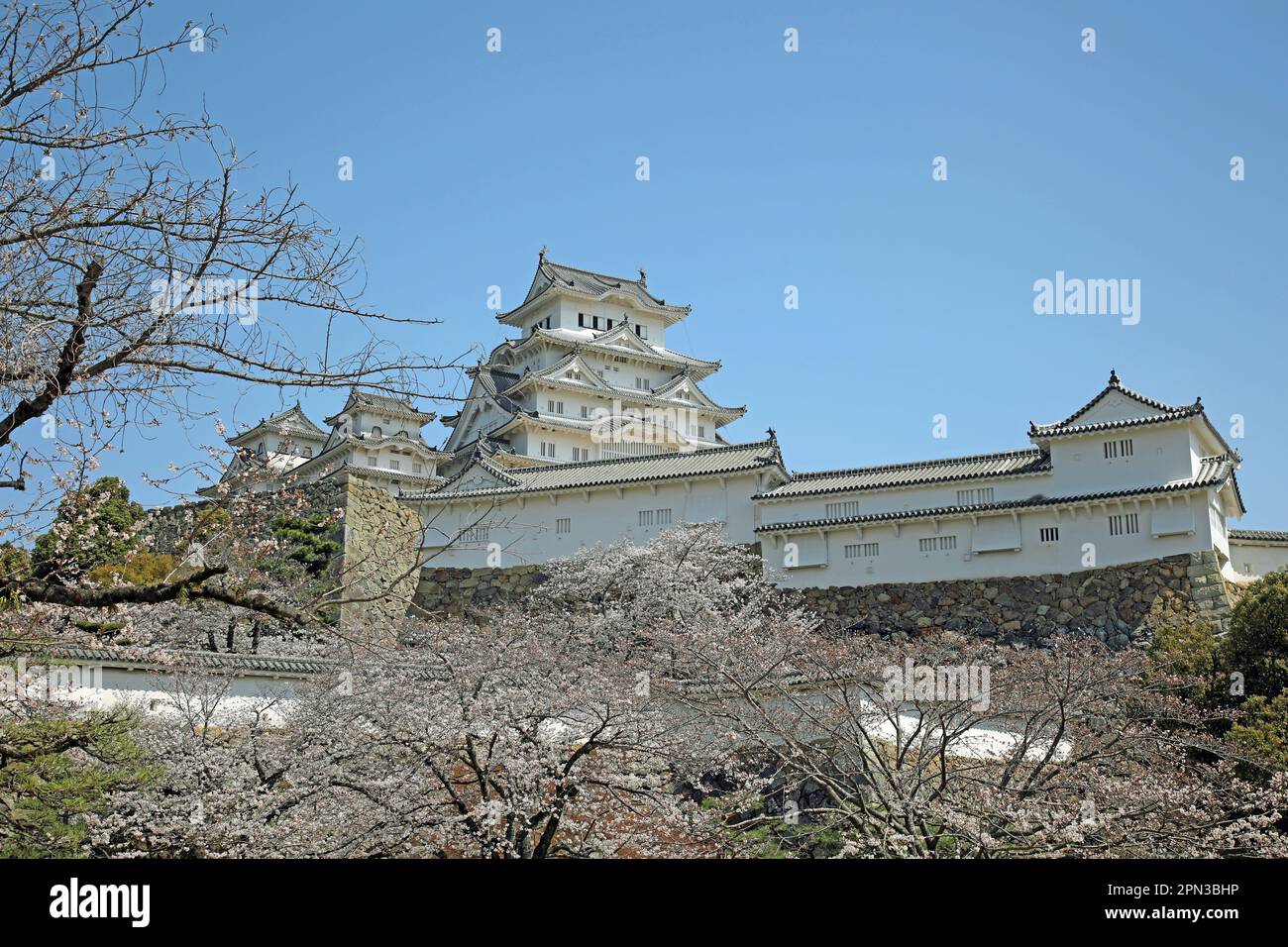 Himeji Castle And Cherry Blossom, Japan Stock Photo Alamy