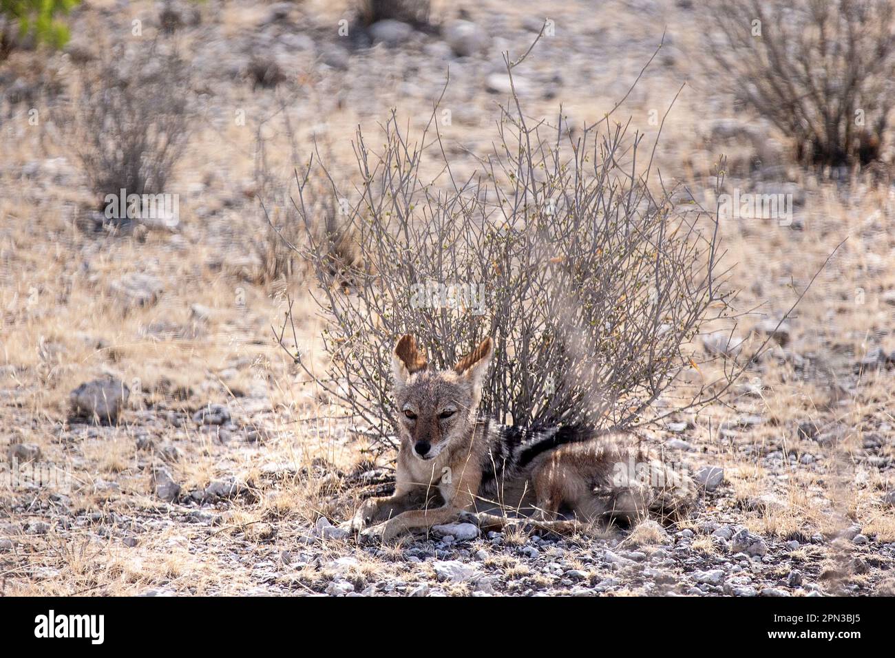 A side striped Jackal finds minimal shade from a very small bush in the dry heat of the Namibian sun. Stock Photo