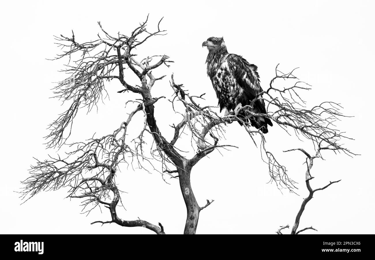 Young White Tailed Eagle sitting on a tree in black and white Stock