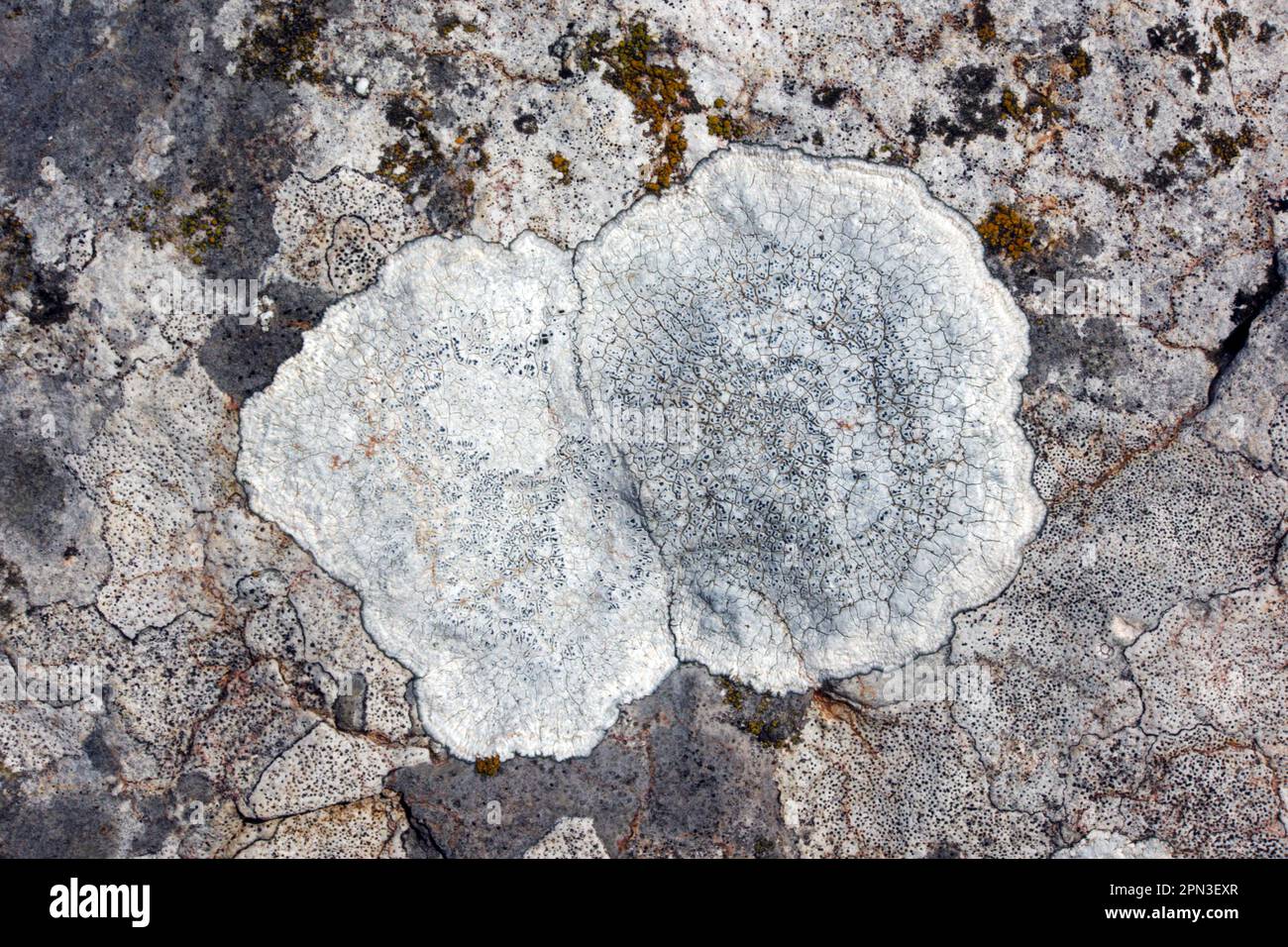Aspicilia calcarea is a common crustose lichen found on limestone including gravestones. It has a global distribution. Stock Photo