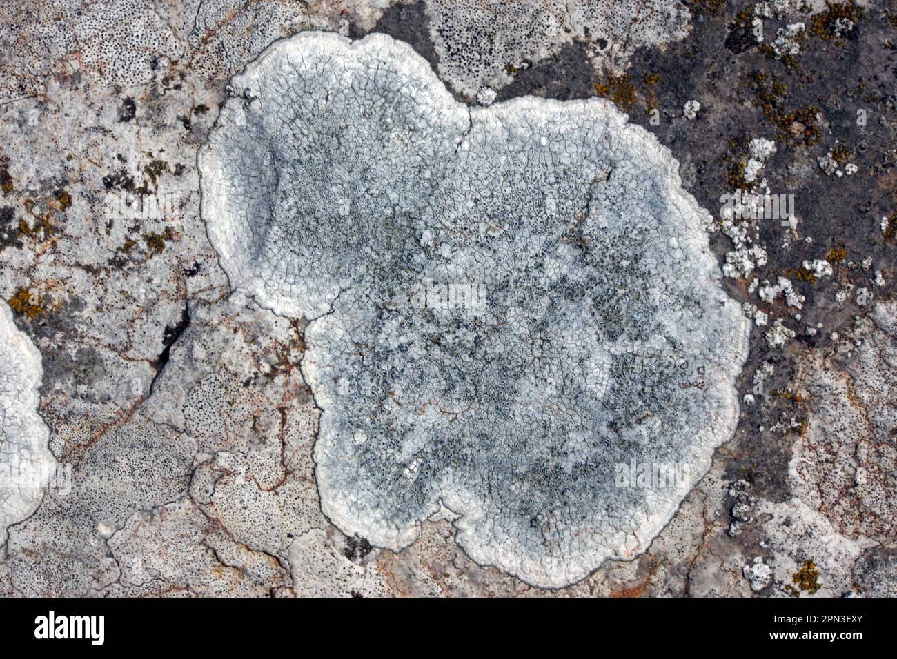 Aspicilia calcarea is a common crustose lichen found on limestone including gravestones. It has a global distribution. Stock Photo