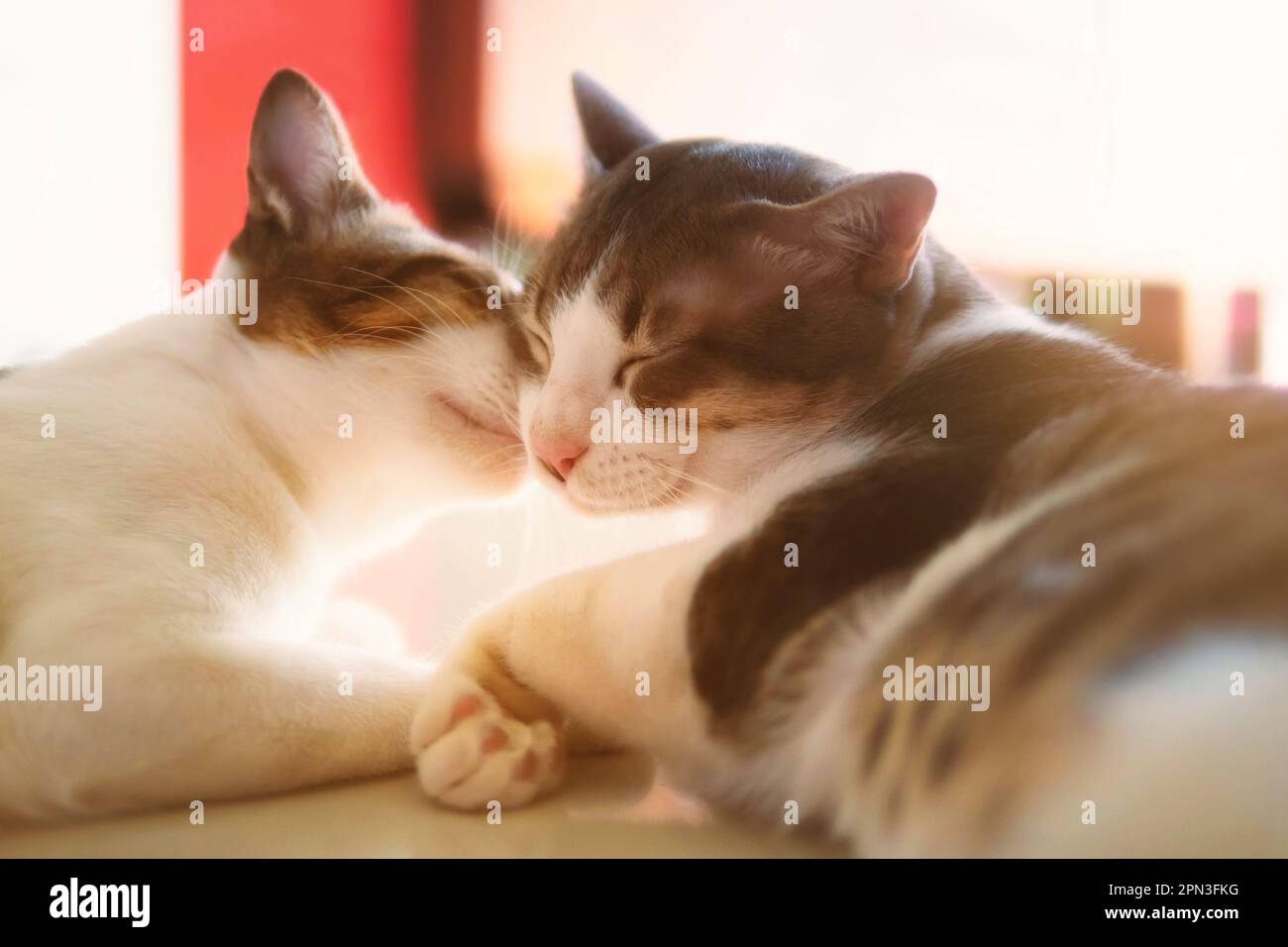 Two cats cleaning each other's fur Stock Photo Alamy