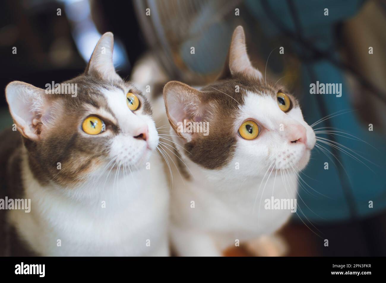 Two tabby cats looking up with excitement Stock Photo