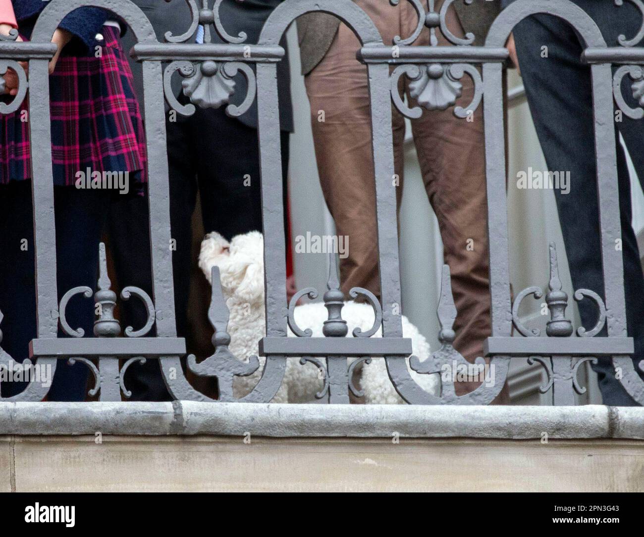 dog Cerise, a Bichon Frise at the balcony of Christian IX Palace at Amalienborg in Copenhagen, on April 16, 2023, on the occasion of Queen Margrethe 83th birthday Photo: Albert Nieboer/Netherlands OUT/Point de Vue OUT Stock Photo