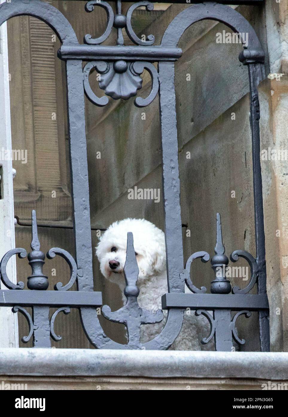 dog Cerise, a Bichon Frise, at the balcony of Christian IX Palace at Amalienborg in Copenhagen, on April 16, 2023, on the occasion of Queen Margrethe 83th birthday Photo: Albert Nieboer/Netherlands OUT/Point de Vue OUT Stock Photo