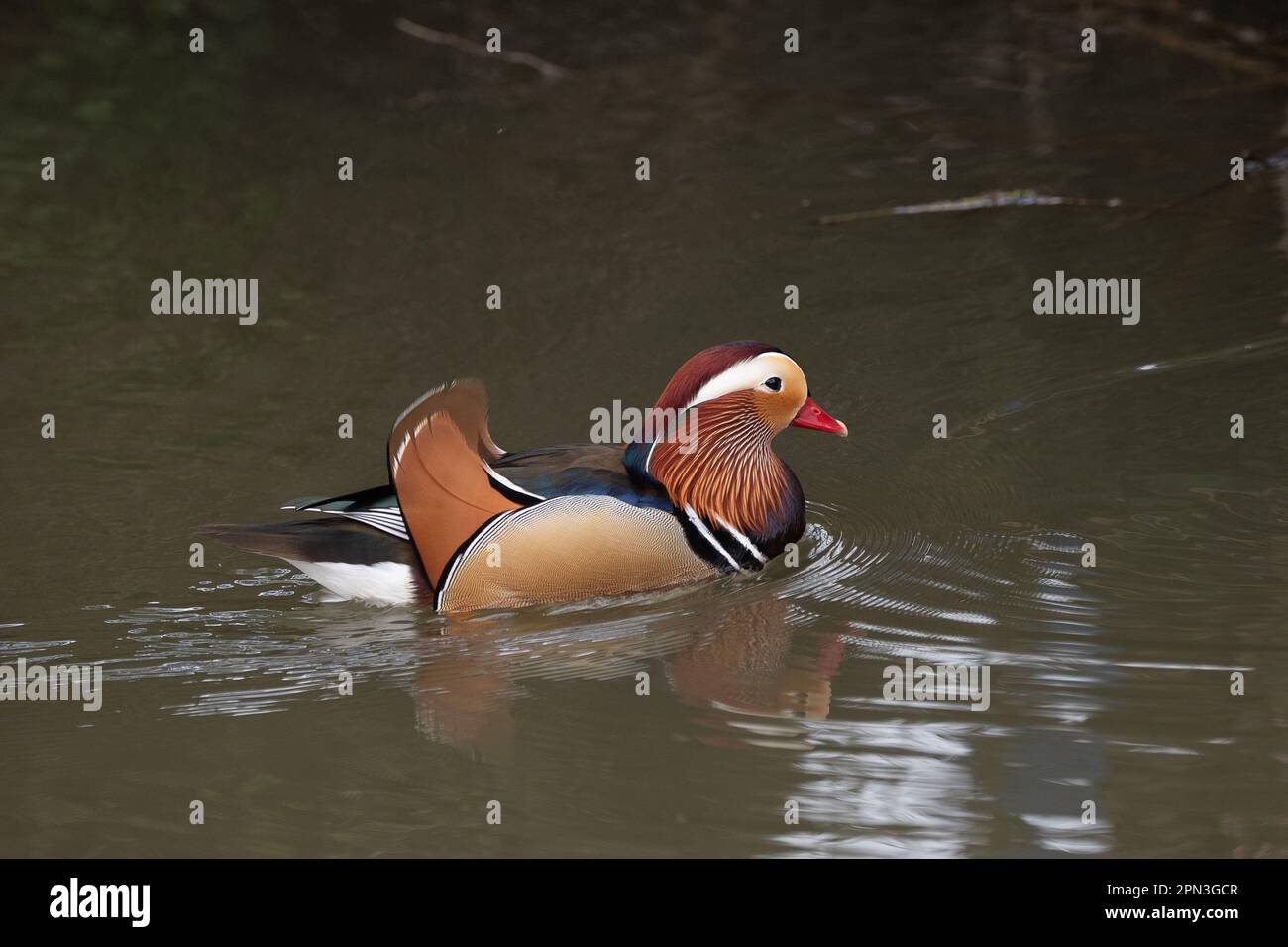 Windsor, Berkshire, UK. 15th April, 2023. A colourful male Mandarin