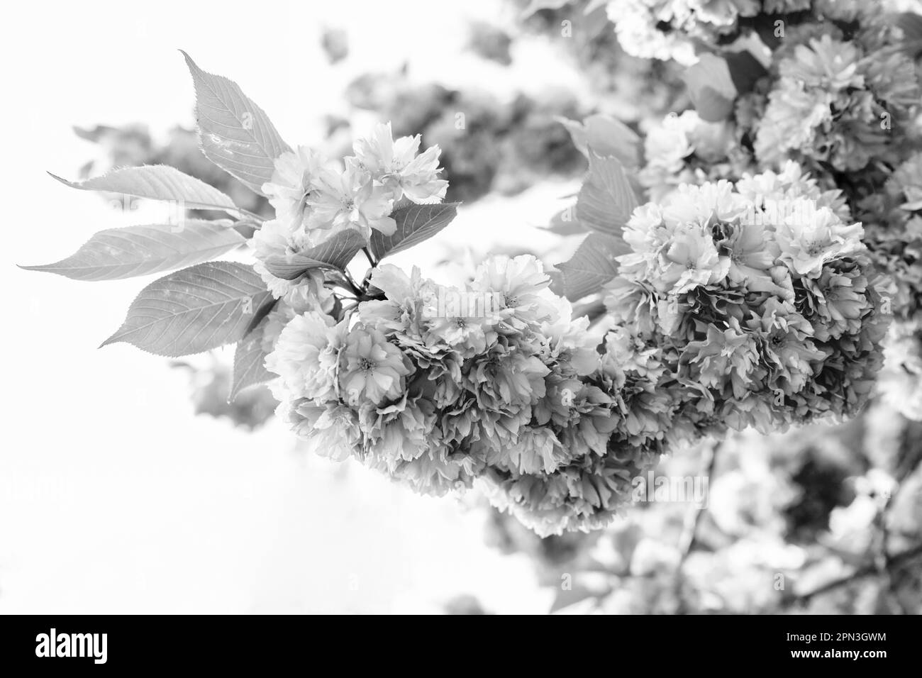 pink sakura flower on bloom spring tree Stock Photo Alamy