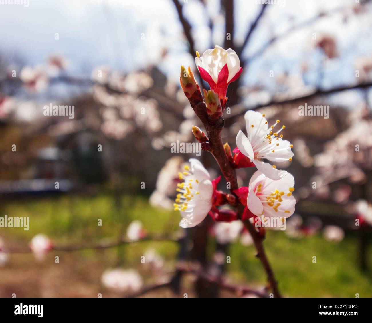 apple garden in full blossom. twig closeup on rural background Stock Photo