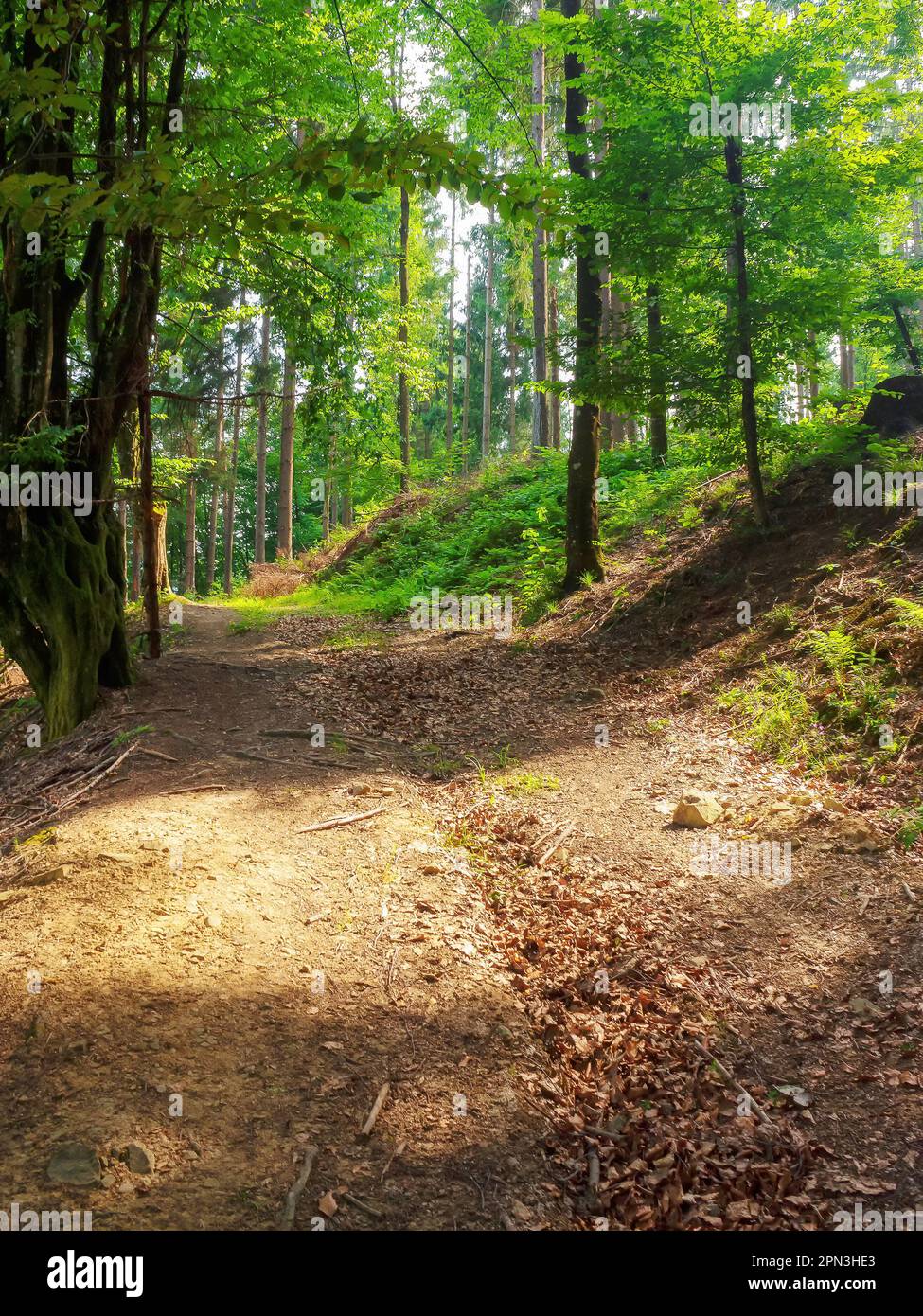travel adventure in natural forest. trail path through wild scenery Stock Photo