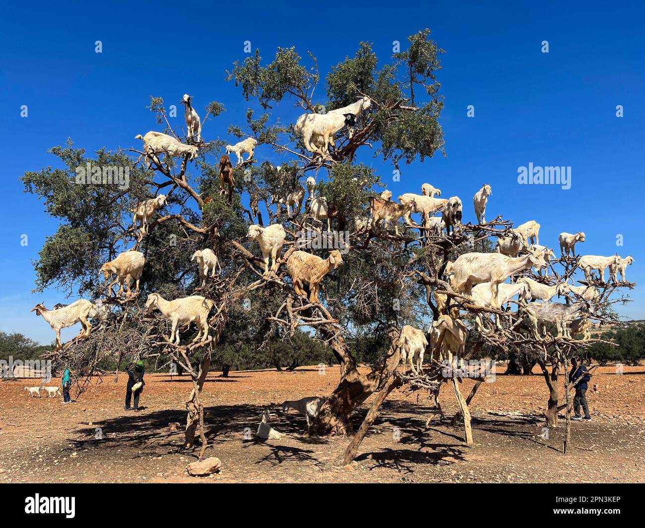 Morocco, Africa goats on an argan tree eating its fruits in the argan
