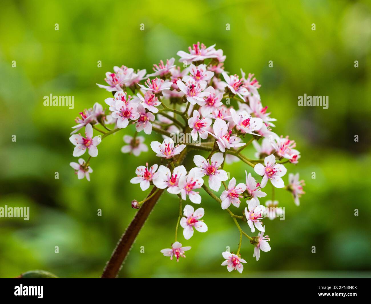 Spring flower head of the hardy large leaved marginal perennial, Darmera peltata, indian rhubarb Stock Photo