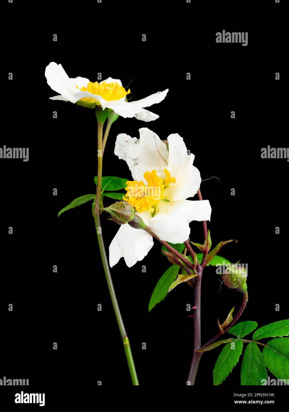 White, single, early summer fragrant flowers of the rambling field rose or Shakespeare's musk rose, Rosa arvensis Stock Photo