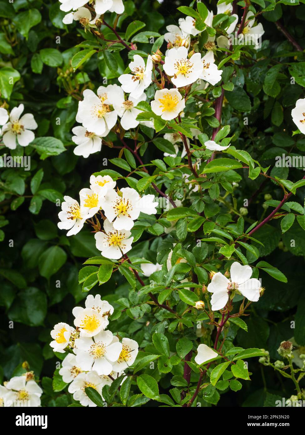 White, single, early summer fragrant flowers of the rambling field rose ...