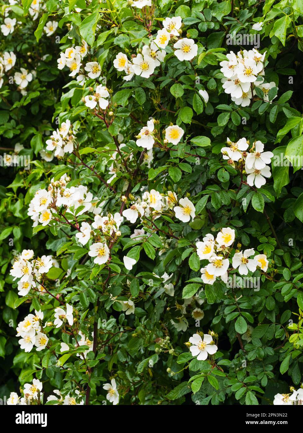 White, single, early summer fragrant flowers of the rambling field rose or Shakespeare's musk rose, Rosa arvensis Stock Photo