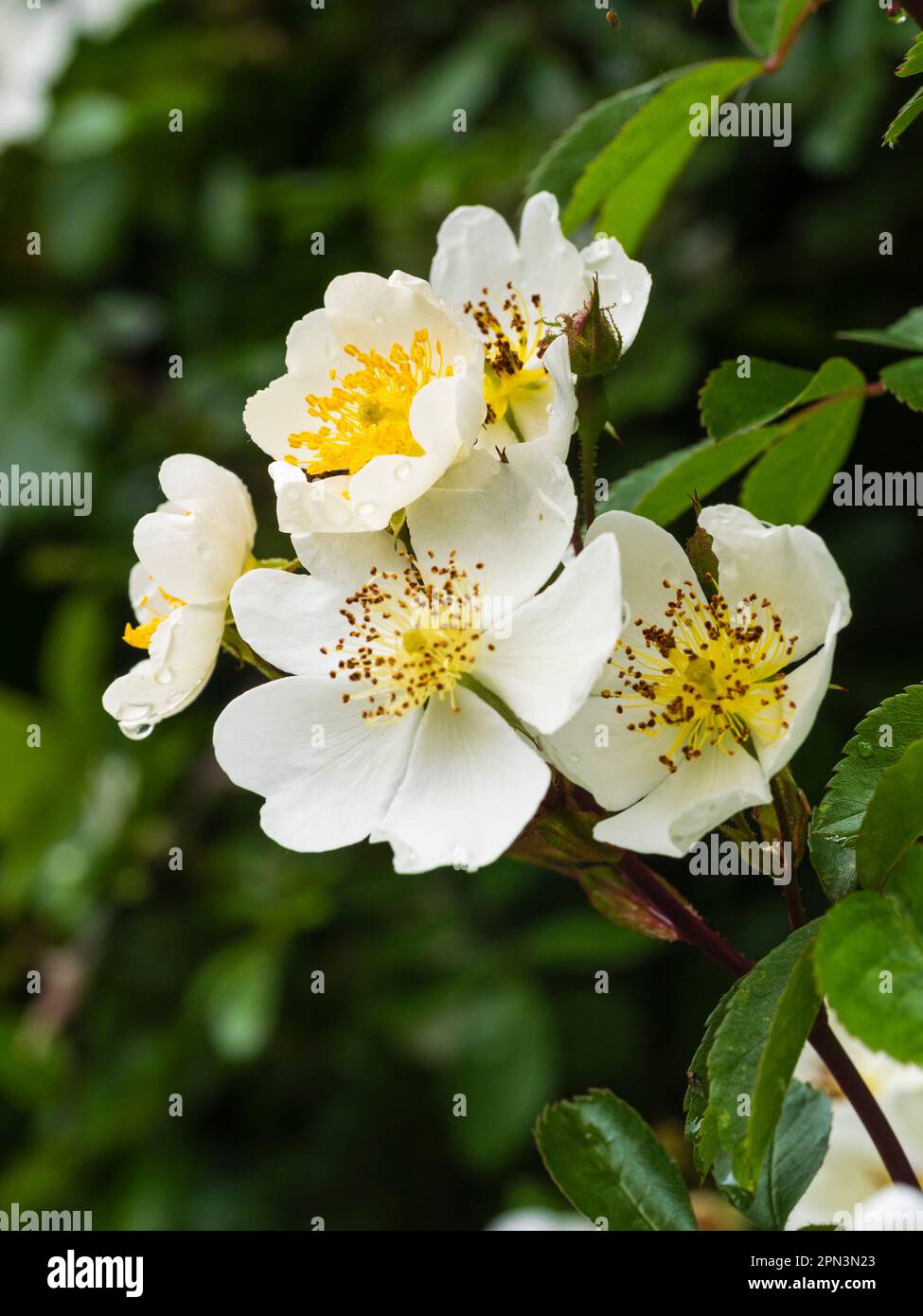 White, single, early summer fragrant flowers of the rambling field rose ...