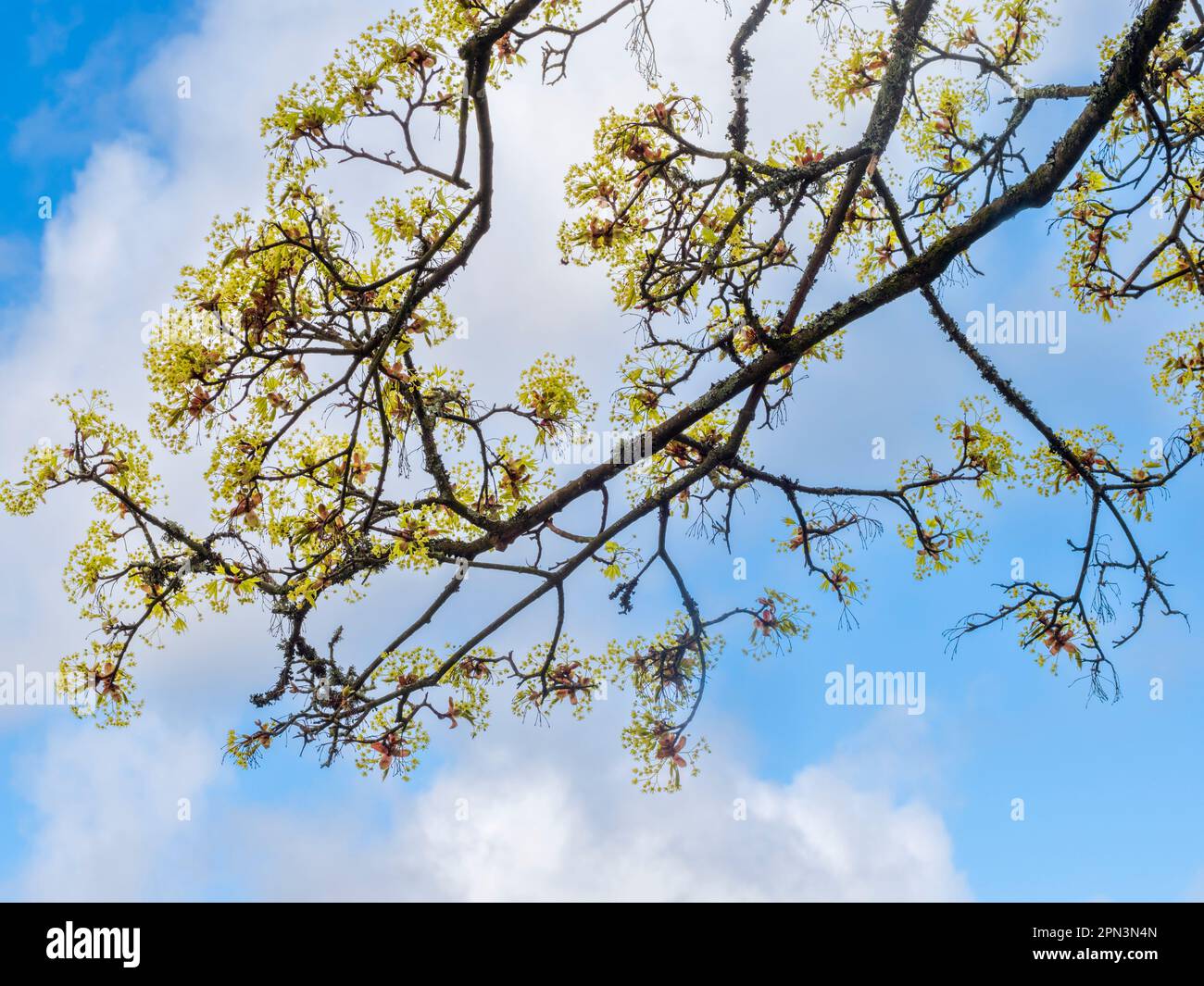 Yellow-green flowers of the UK native field maple, Acer campestre, emerge before the foliage against a spring sky Stock Photo