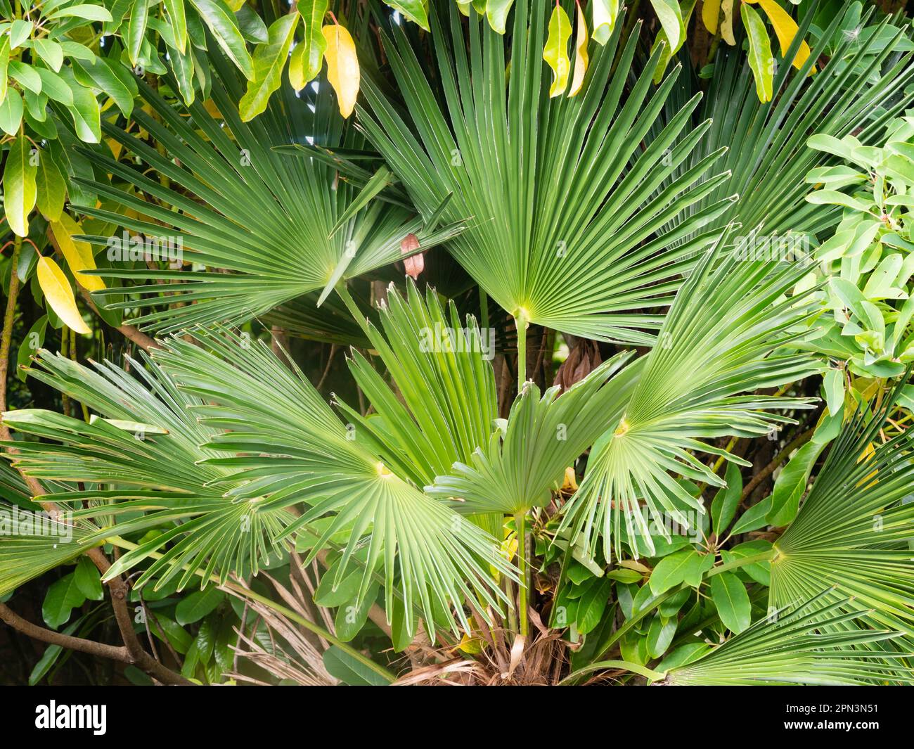 Stiff, wind resistant foliage of the half-hardy compact fan palm, Trachycarpus fortunei x wagnerianus Stock Photo