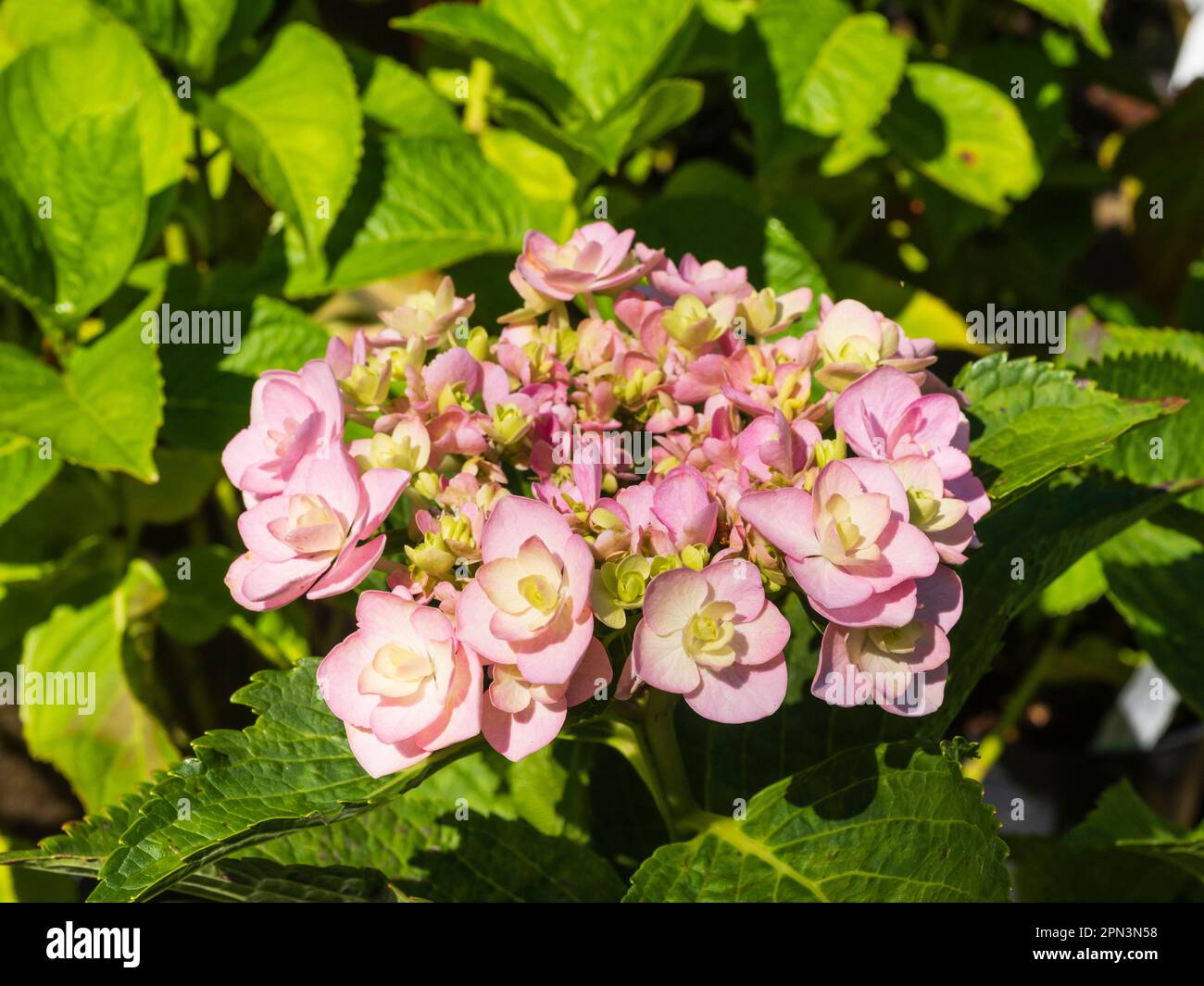 Developing flower heads of a double pink mophead Hydrangea macrophylla