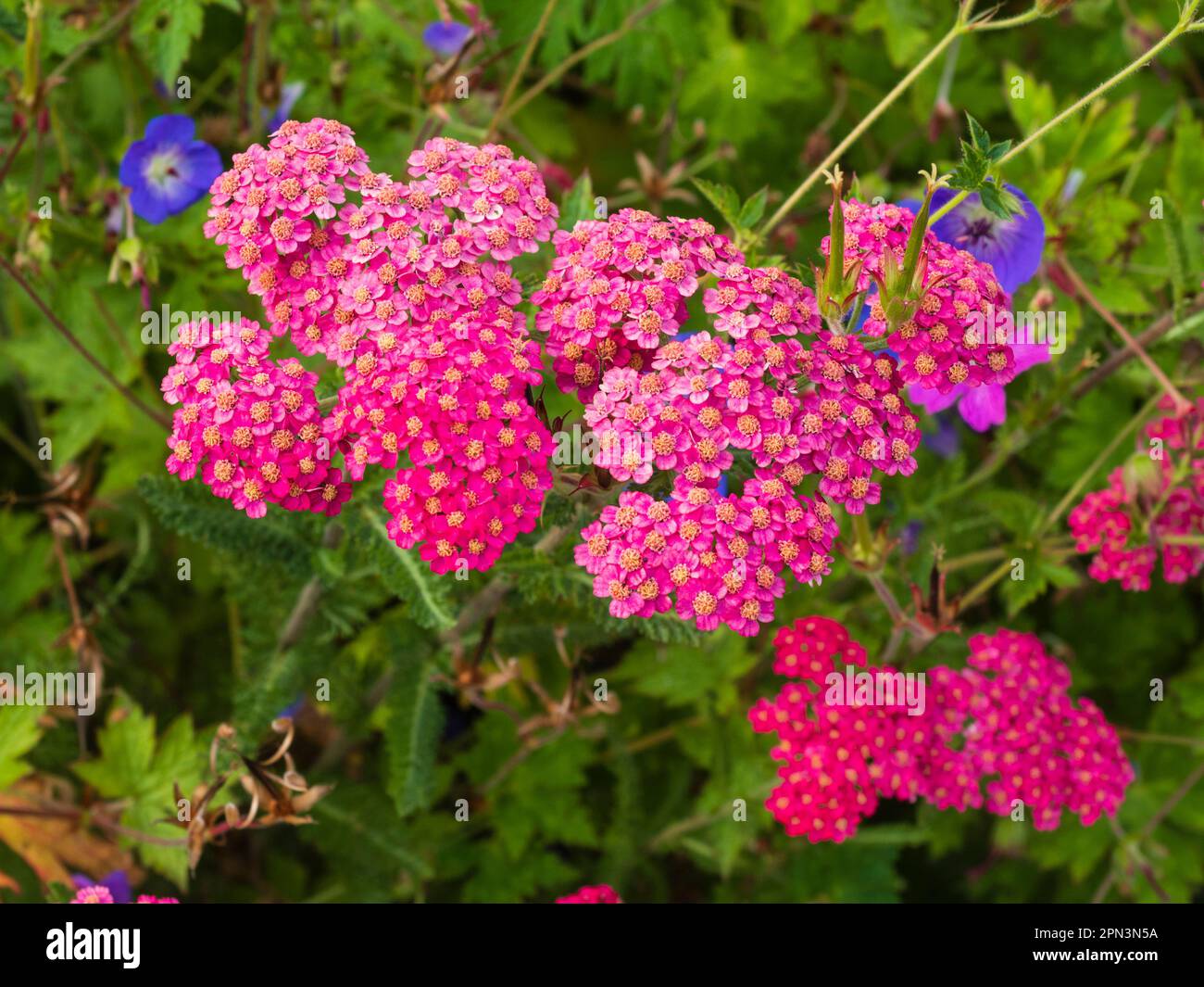 Pink blooms in the flower heads of the hardy perennial yarrow, Achille millefolium 'Paprika' Stock Photo