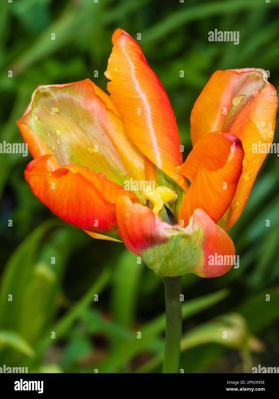 Green flashed orange to red shaded spring flowering viridiflora tulip, Tulipa 'Orange Marmalade', open in April sunlight Stock Photo