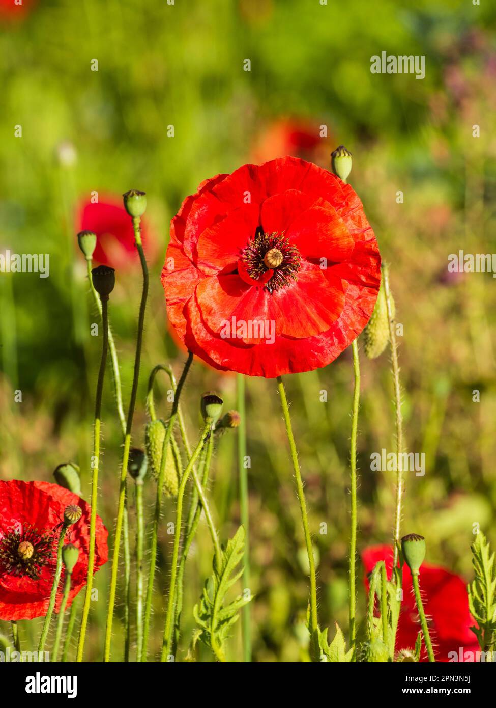 Red flower of the annual field poppy, Papaver rhoeas among developing seed pods Stock Photo