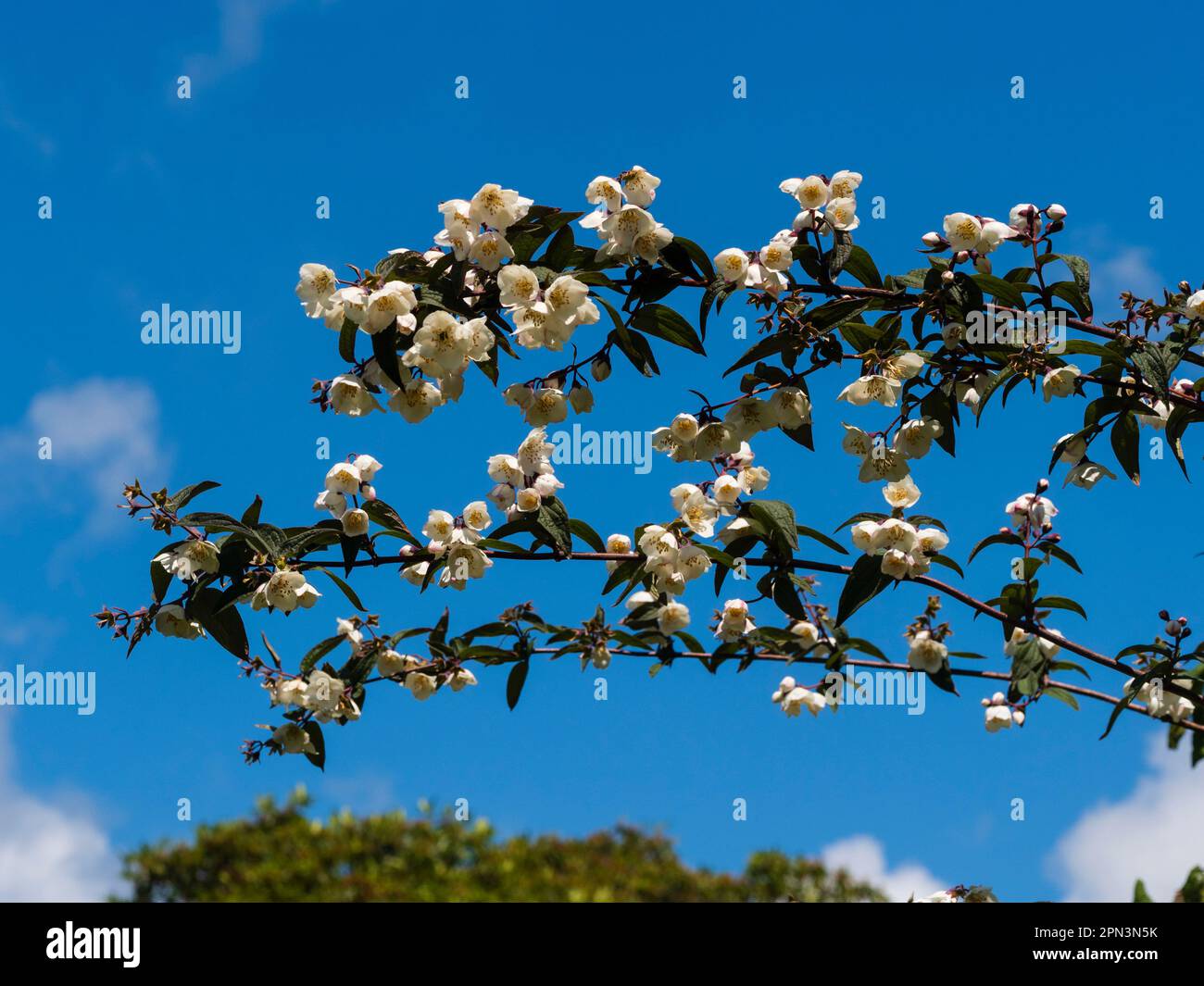 Fragrant white flowers of the hardy mock orange shrub, Philadelphus delavayi var. melanocalyx, arching against a summer sky Stock Photo