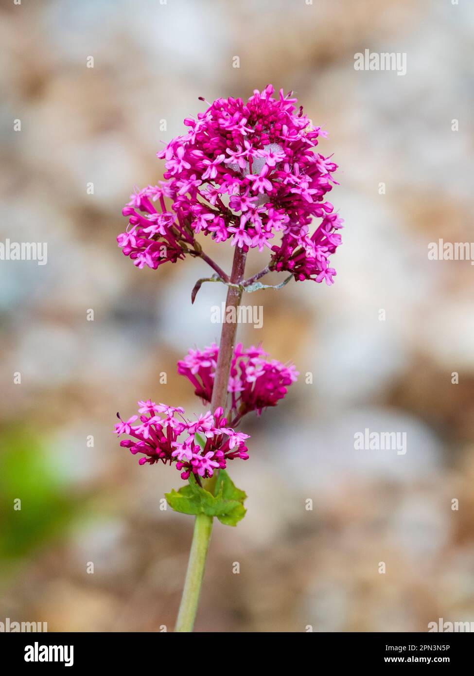 Pink summer flowers of the UK naturalised wildflower, Centranthus ruber, red valerian Stock Photo