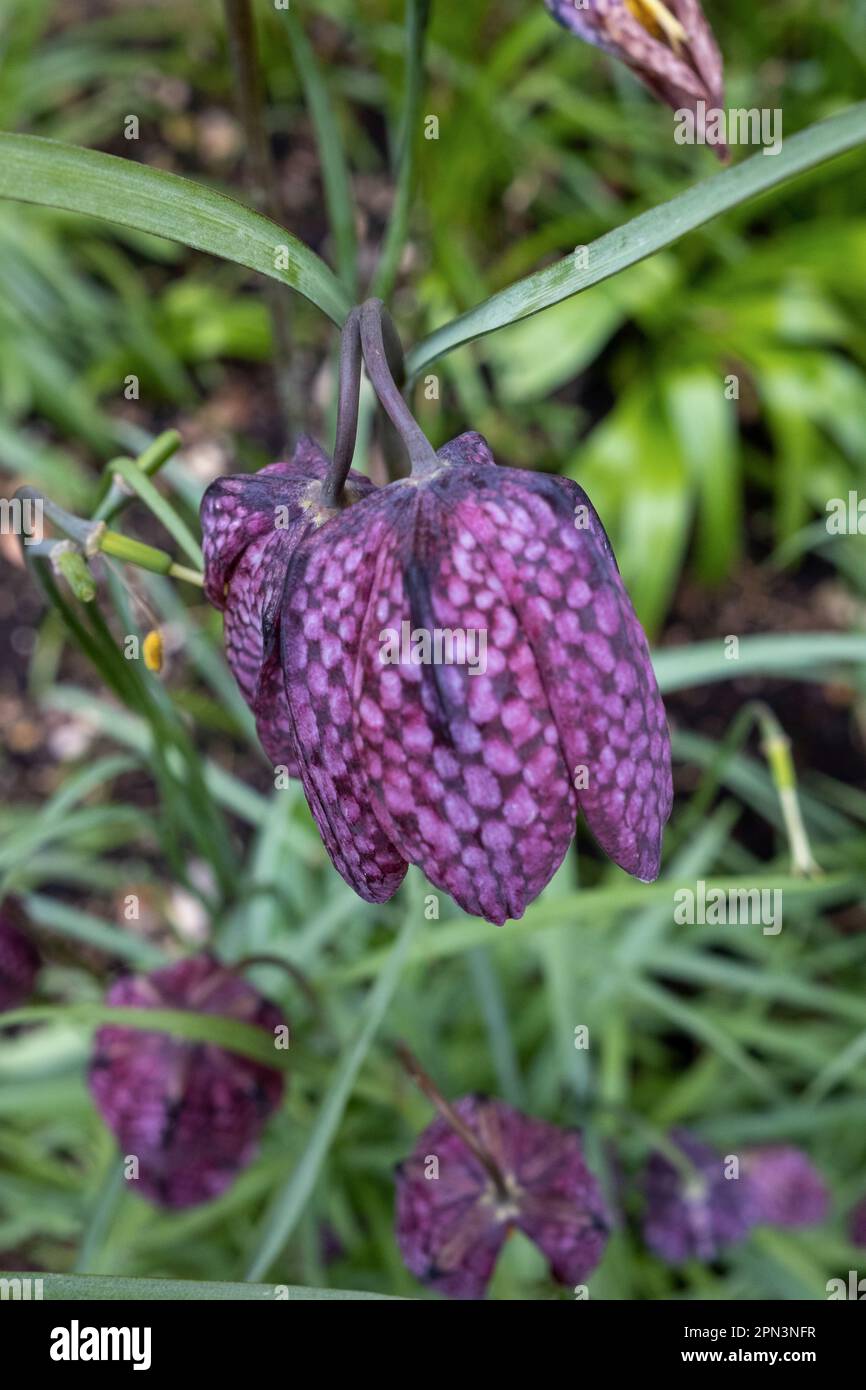 Snake's Head Fritillary / Fritillaria Meleagris Stock Photo - Alamy