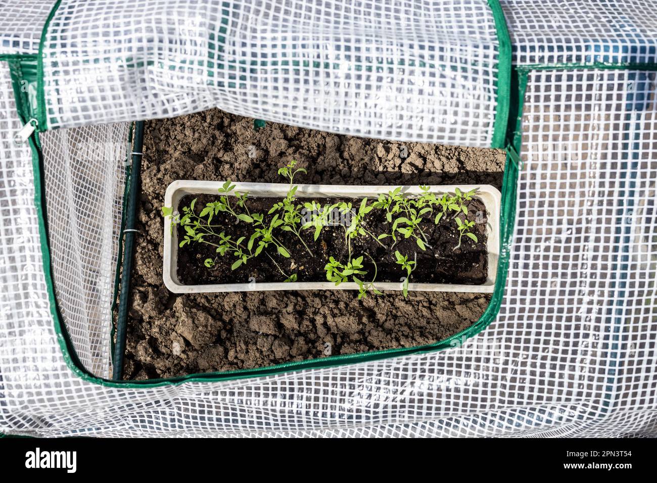 above view of green tomato sprouts in box in open seedbed in village