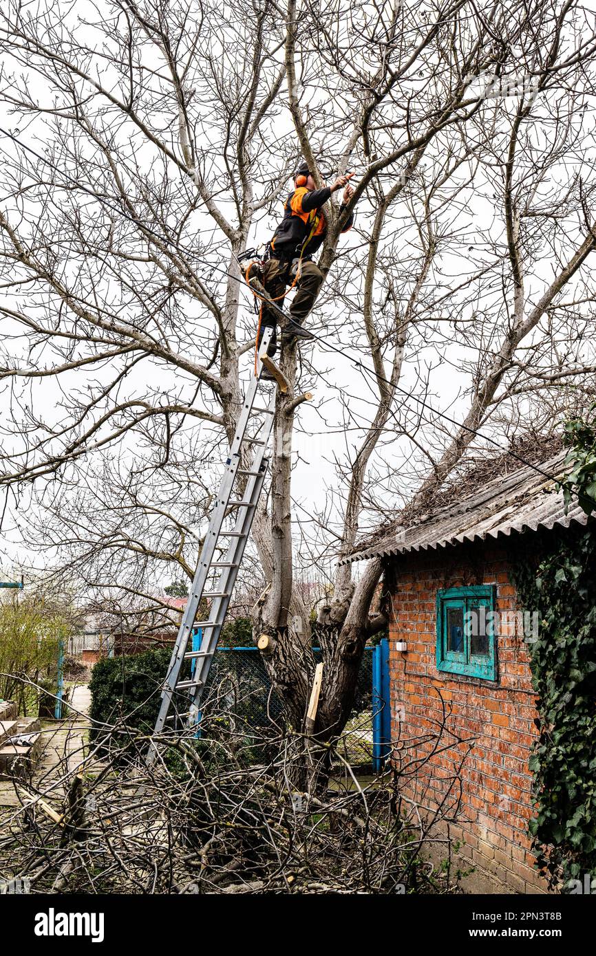 arborist saws branches of old tree at backyard on overcast spring day Stock Photo