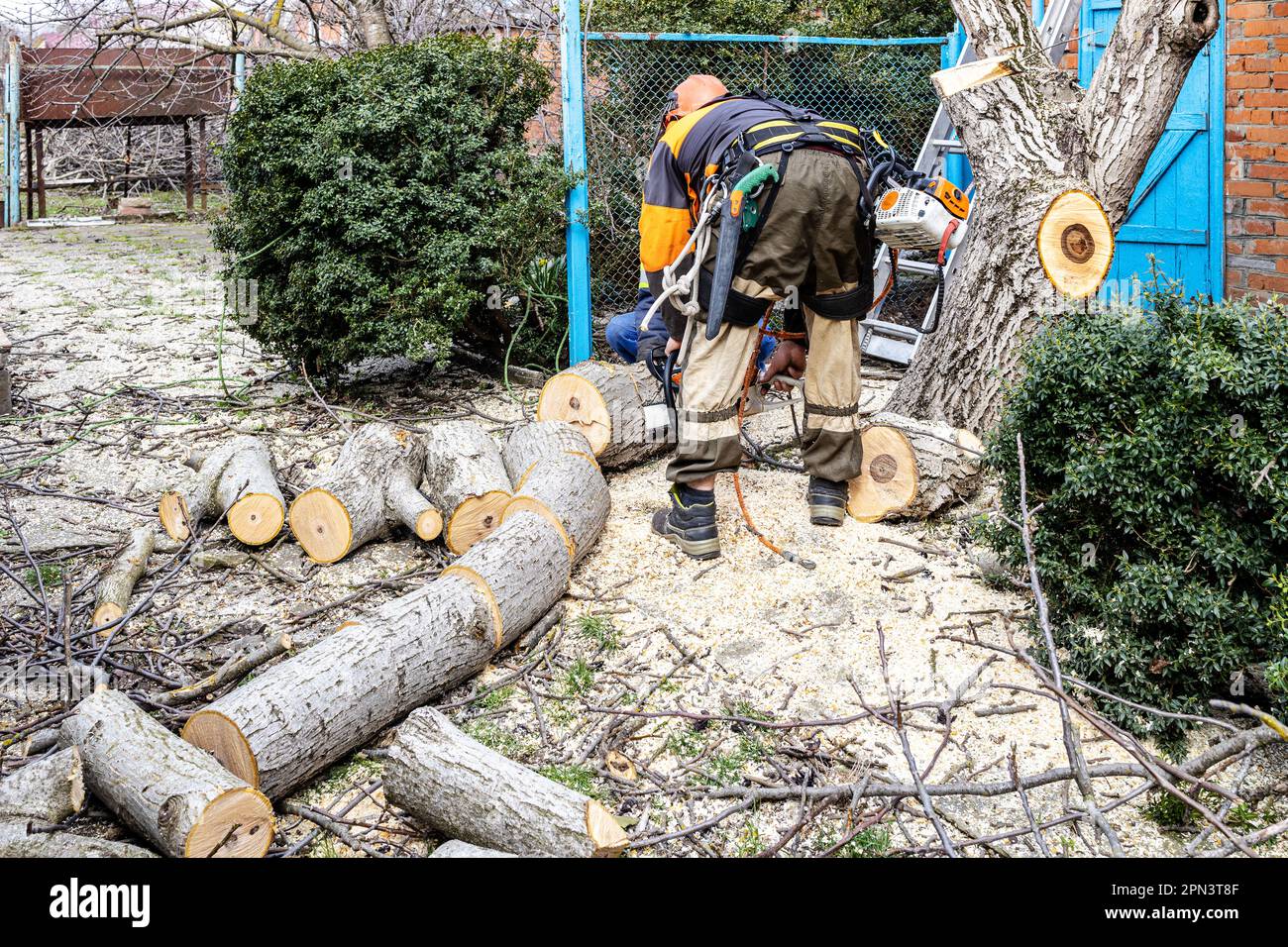 workers sawing old walnut tree in backyard of country house Stock Photo