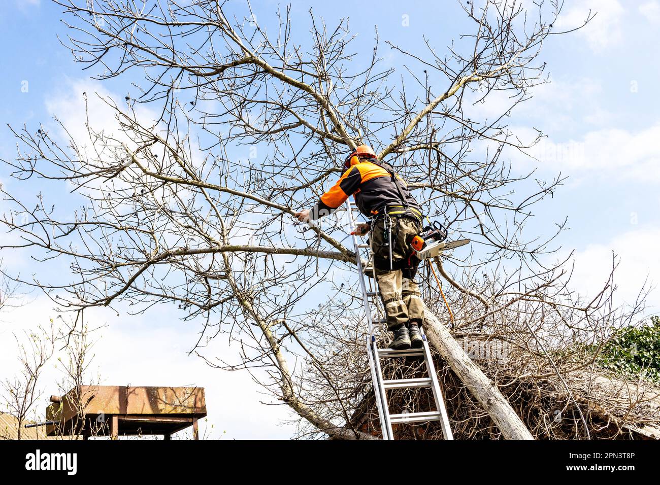 arborist saws old walnut tree over roof in country yard on sunny spring day Stock Photo
