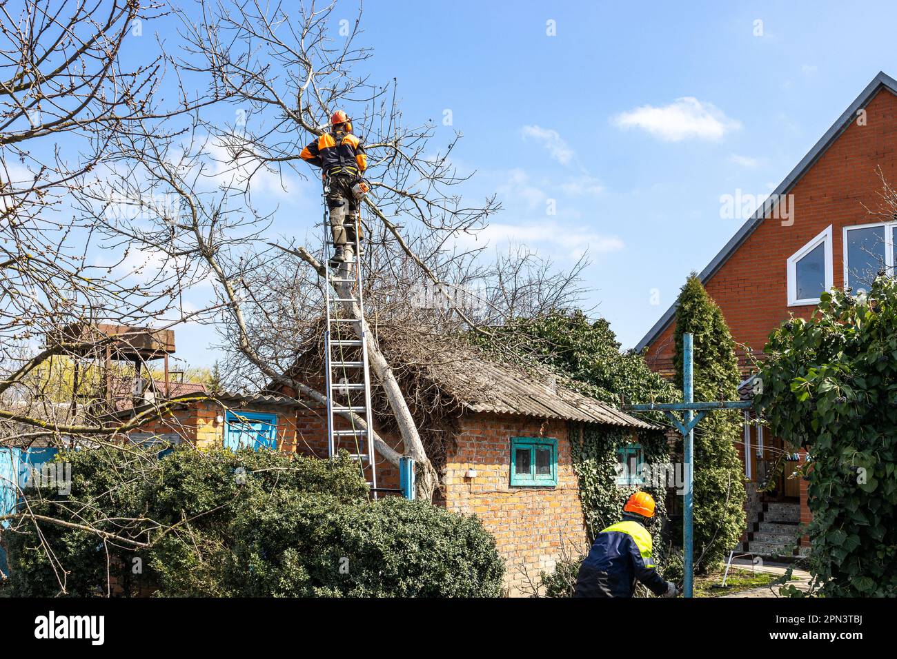 arborists dismantling old walnut tree in country yard on sunny spring day Stock Photo
