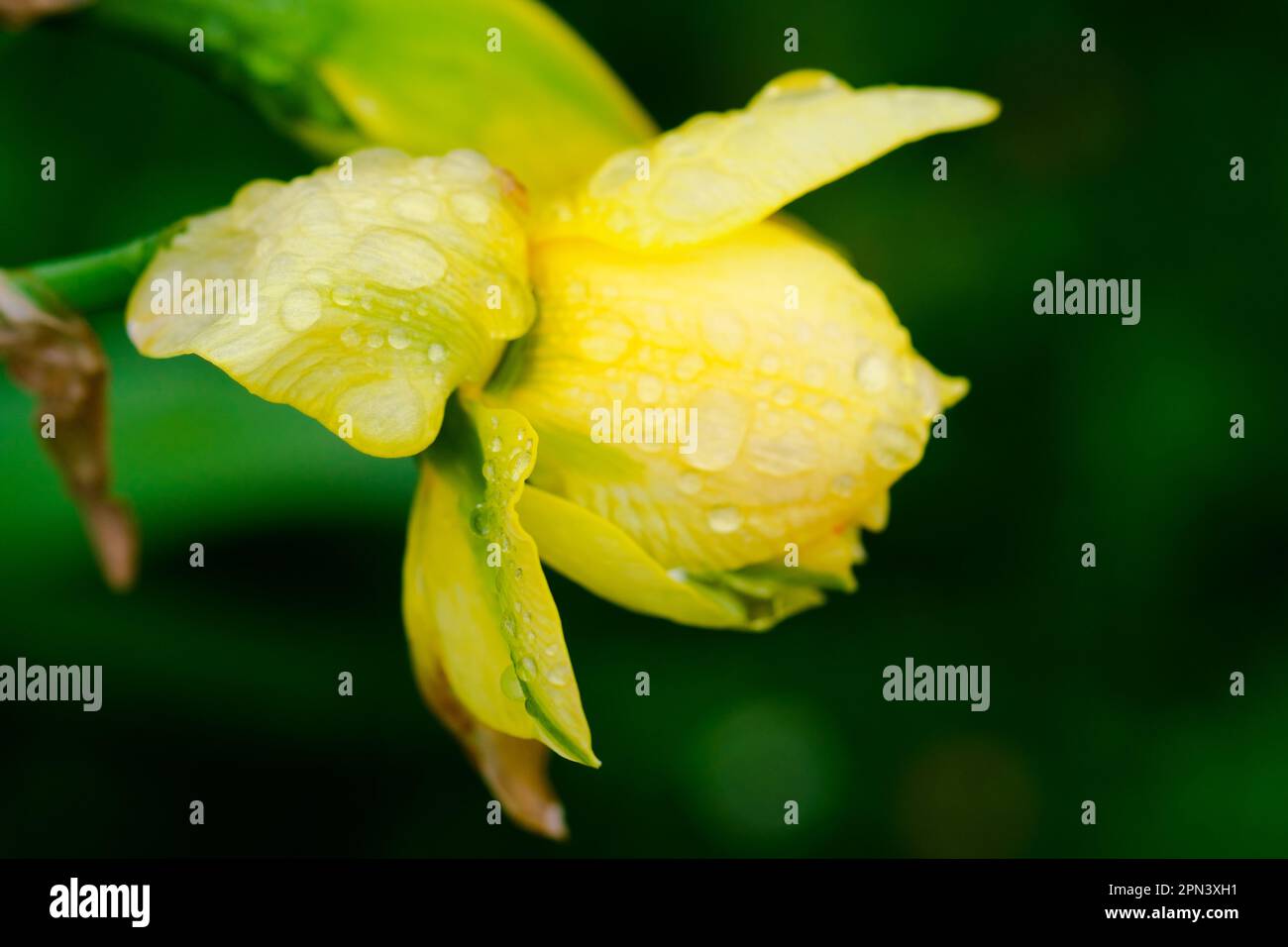 yellow spring flowers in springtime covered with rain of water drops Stock Photo