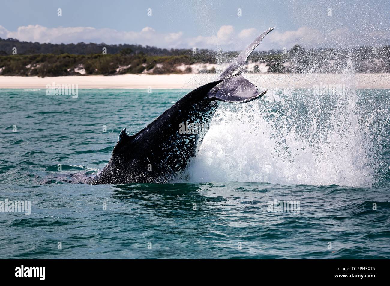 Wild big Humpback whale jumping, breaching, in the ocean in front of the australian coast, Australia Stock Photo