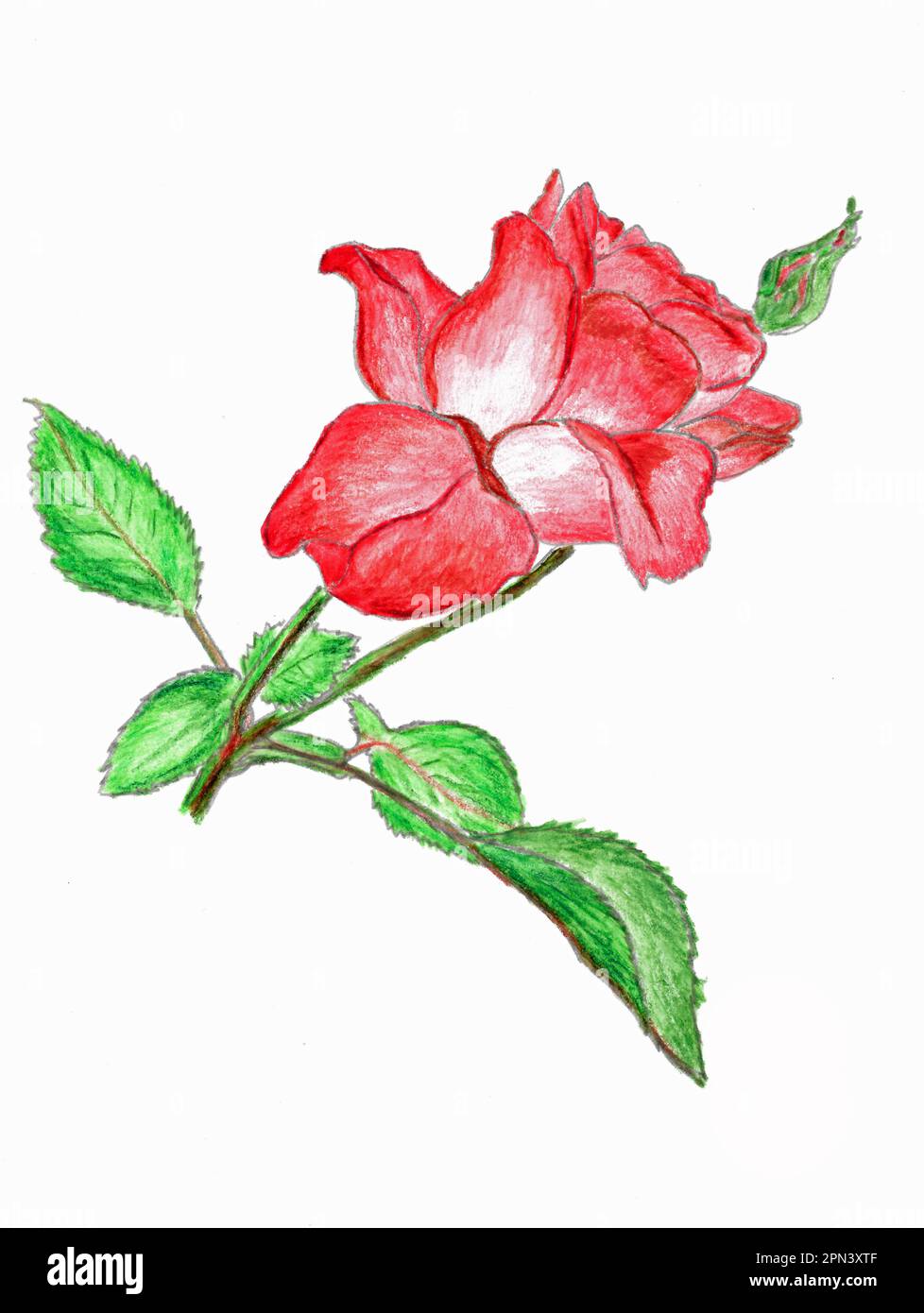 Drawing from red Roses Stock Photo