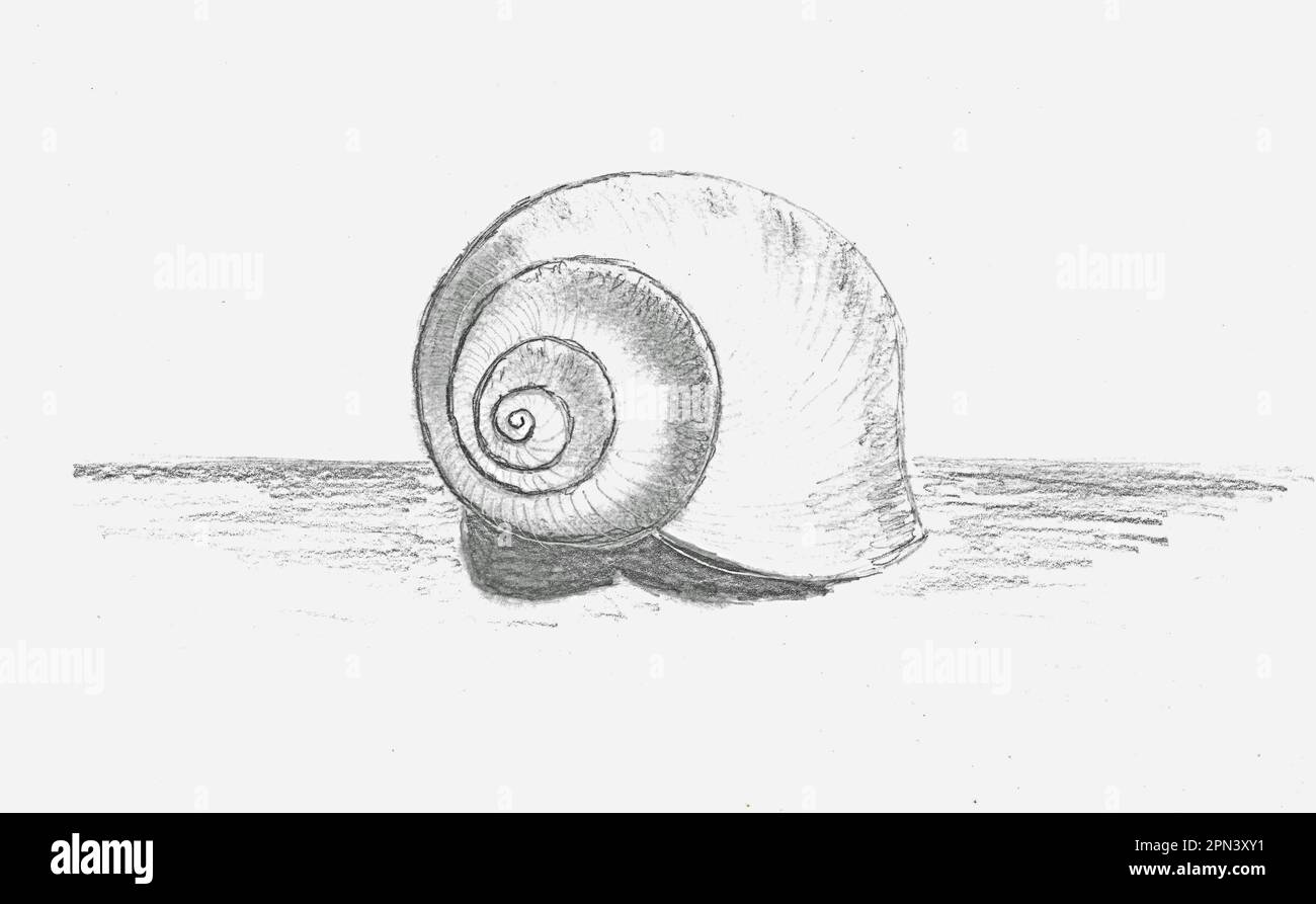 Snail Shell. Stock Photo