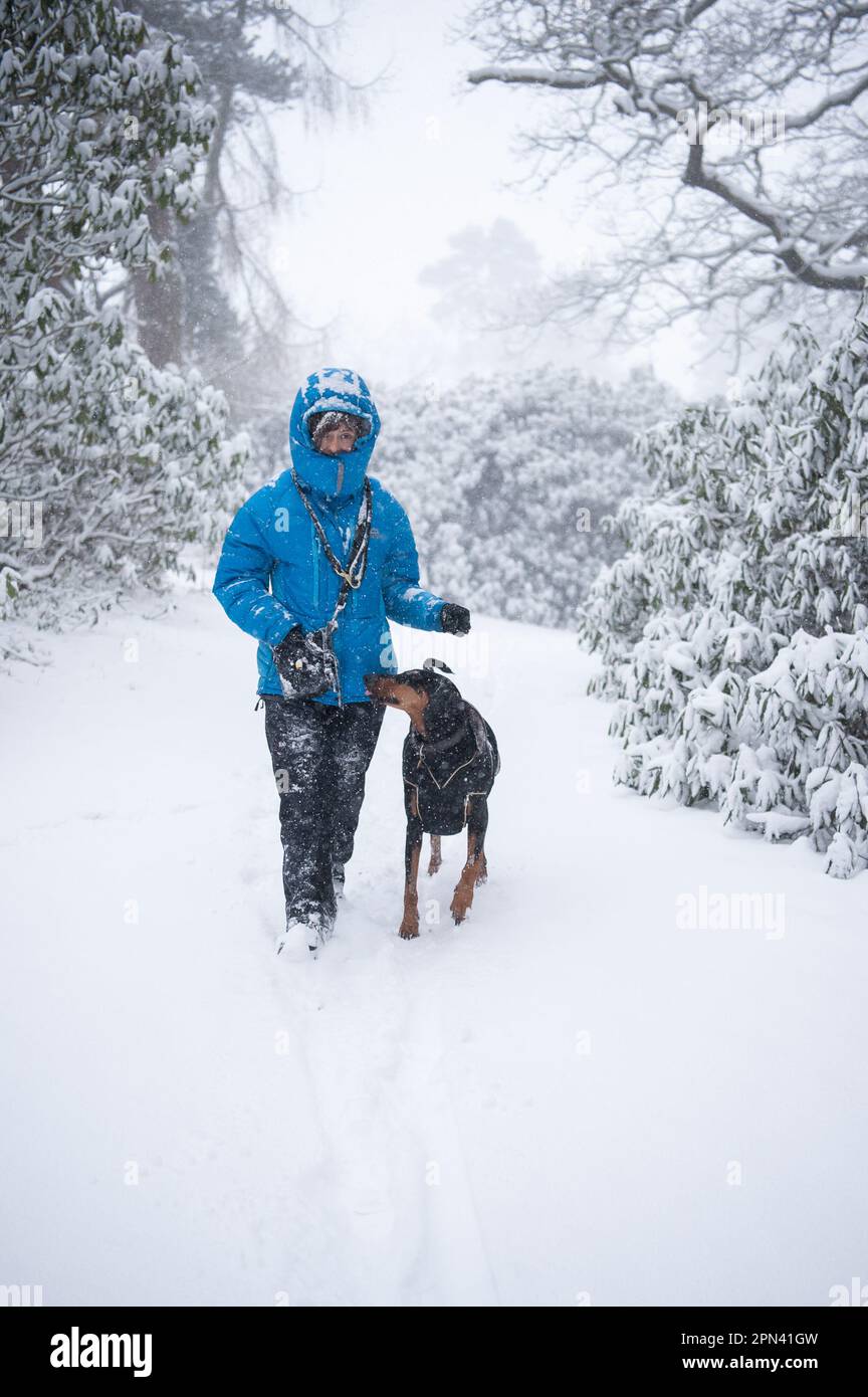 Woman walking a dog in cold weather, UK Stock Photo Alamy