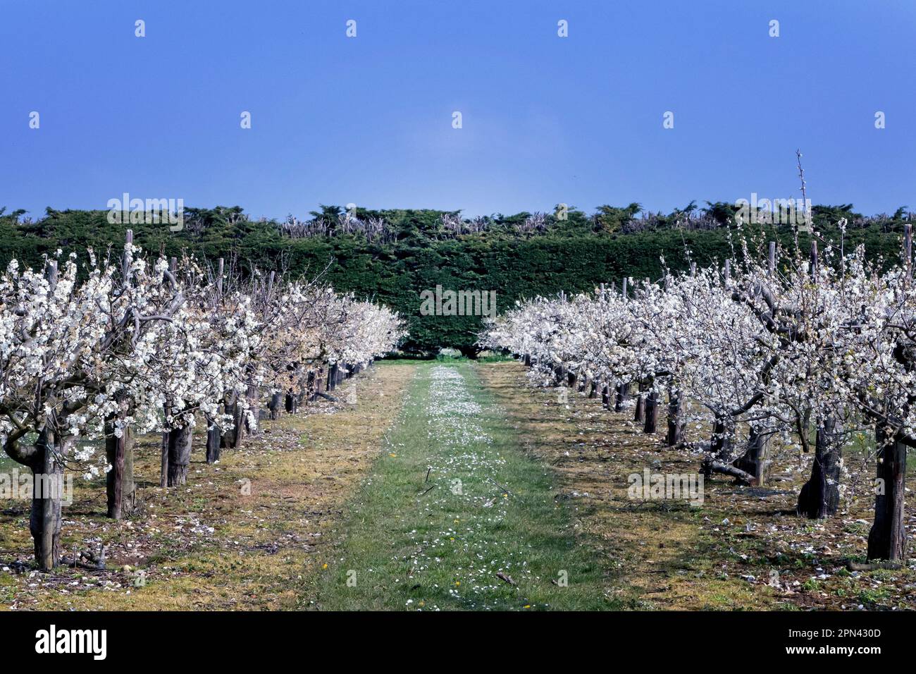 Plumb tree blossom at Brogdale Farm National Fruit Collection Faversham Kent UK Stock Photo