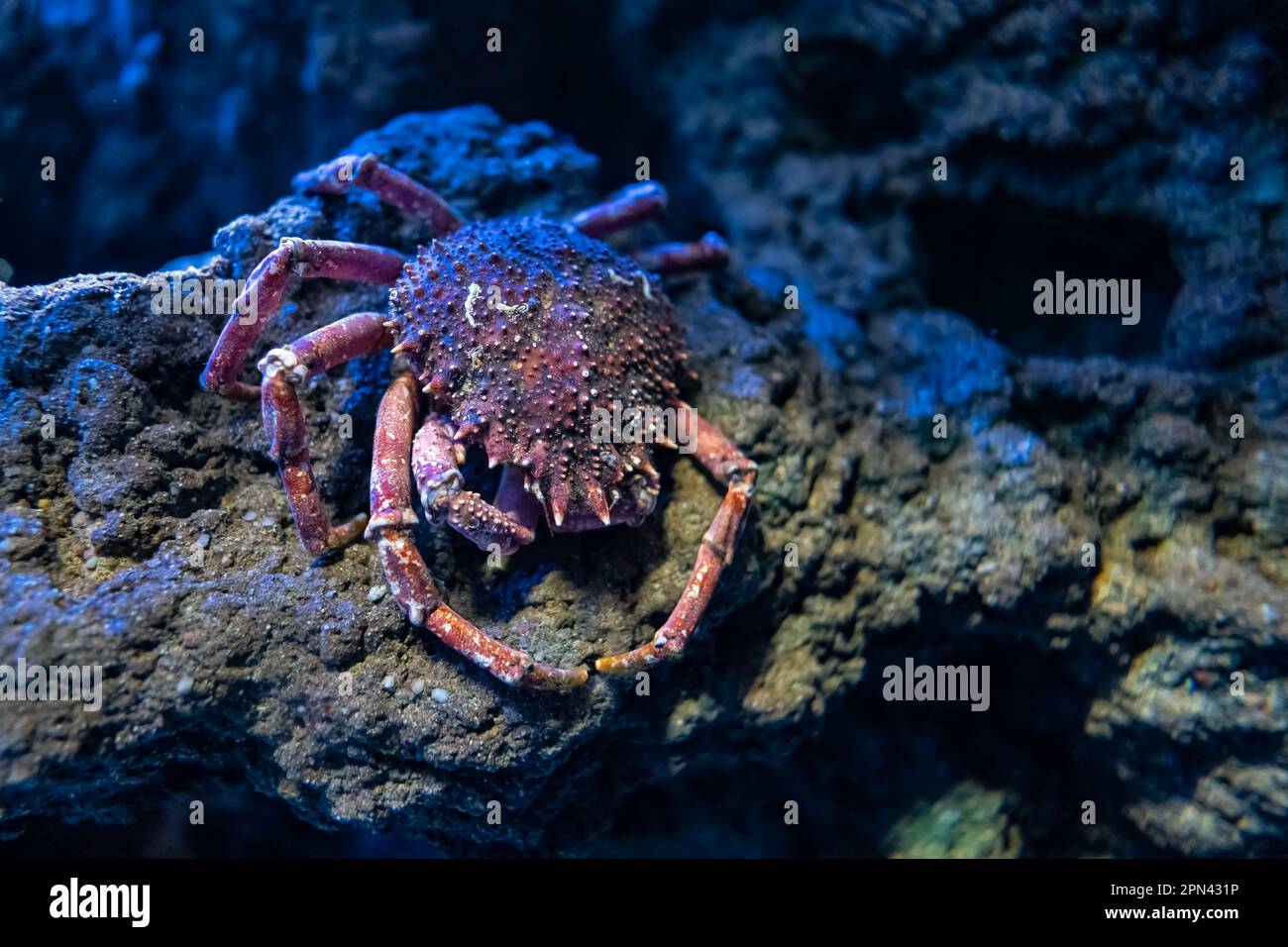 Sea spider crab resting on top of a rock at the bottom of the sea. Stock Photo