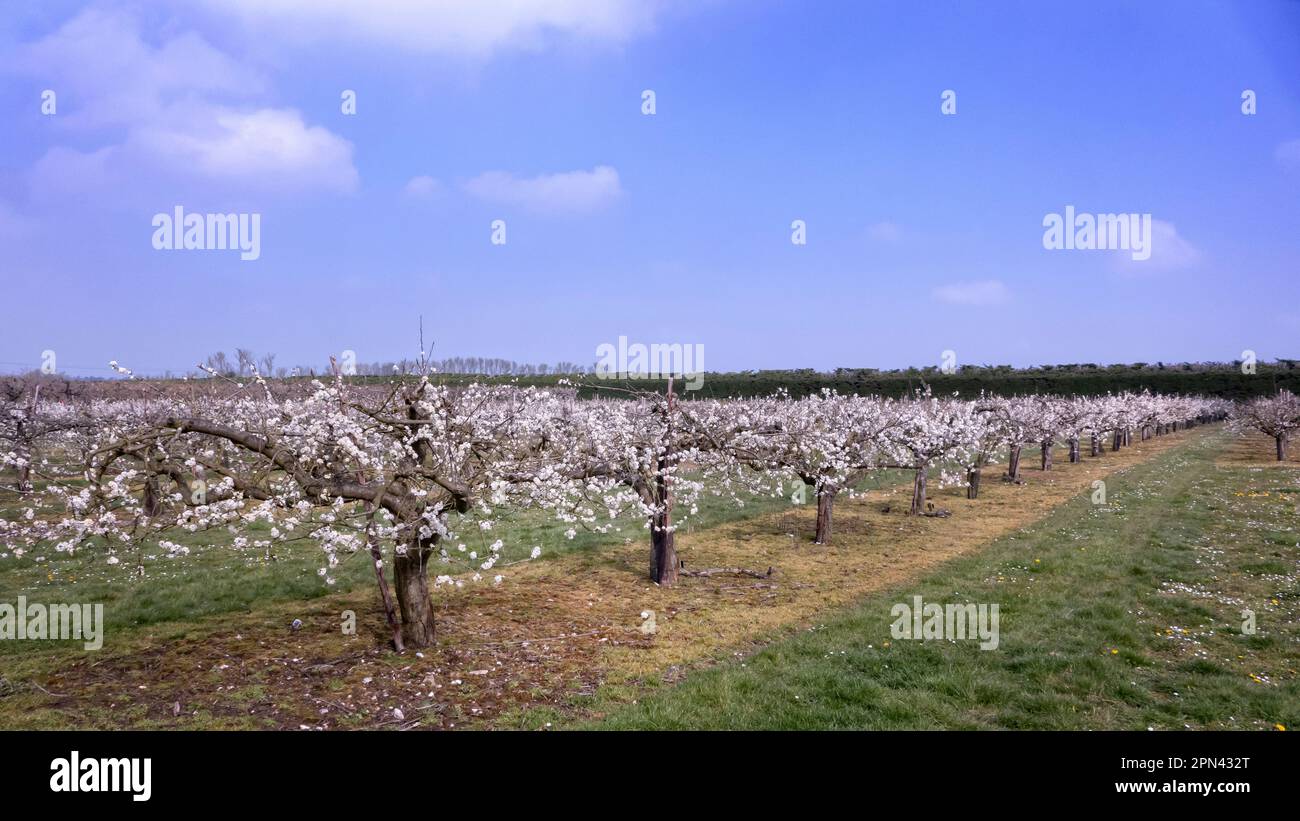 Plumb tree blossom at Brogdale Farm National Fruit Collection Faversham Kent UK Stock Photo