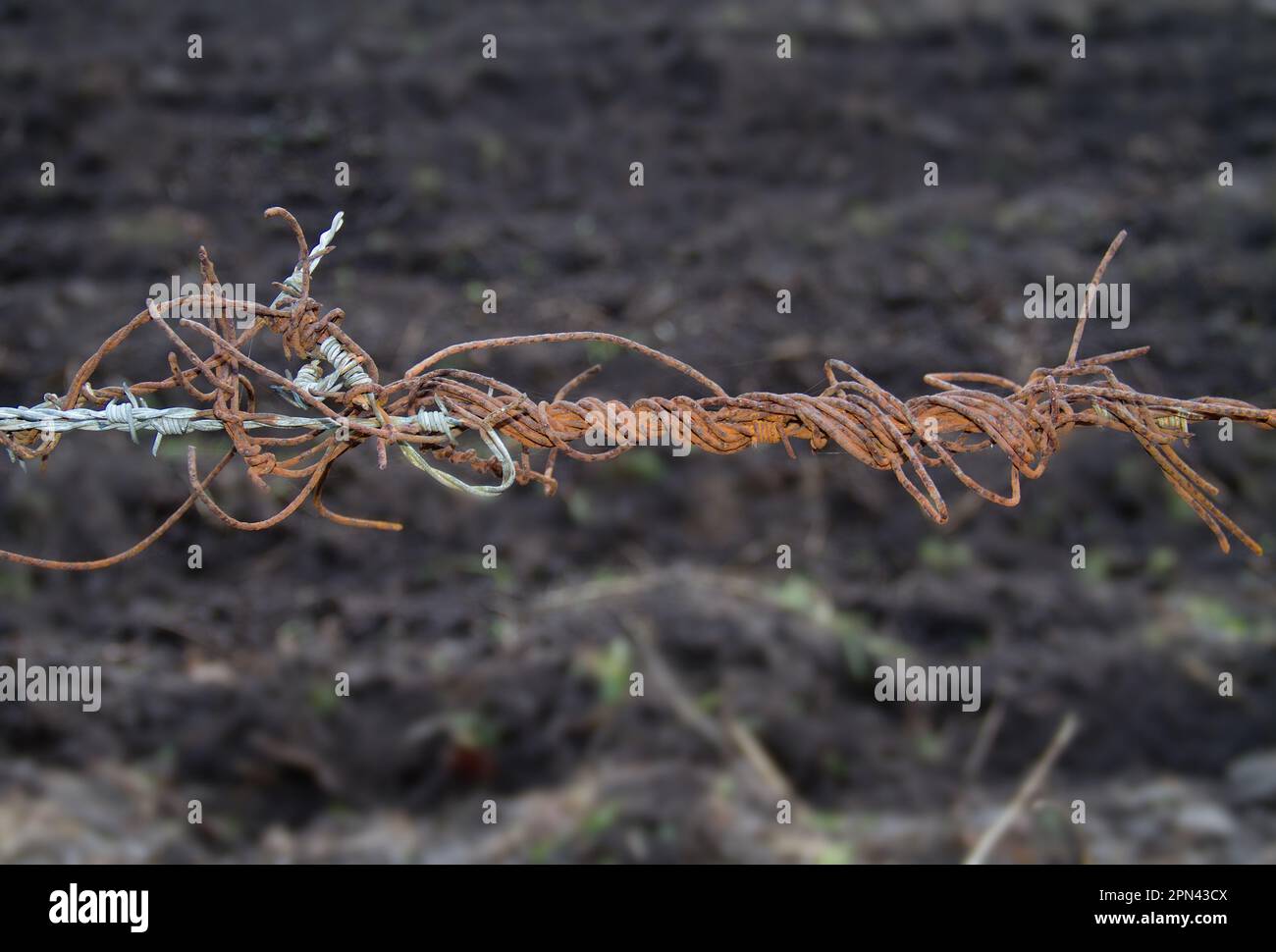 Old and new: entangled rusty barbed wire and stainless steel wire Stock Photo