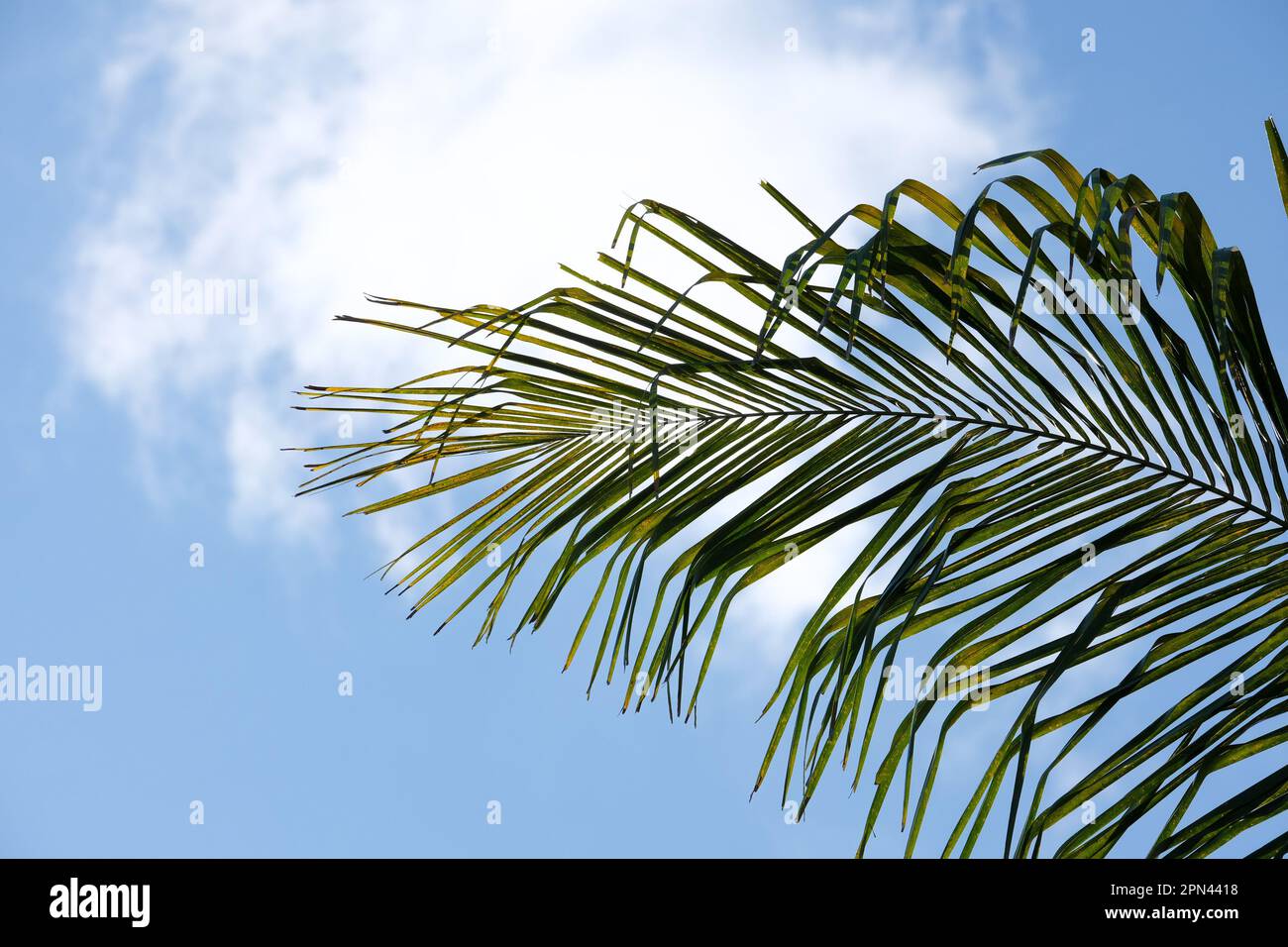 Low angle shot arecaceae palm tree plant leaves with cloudy sky background. Selective focus of tree leaves. Open space area. Stock Photo