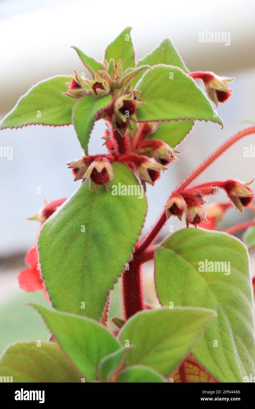Flower Gesneriaceae kohleria amabilis in nature Stock Photo