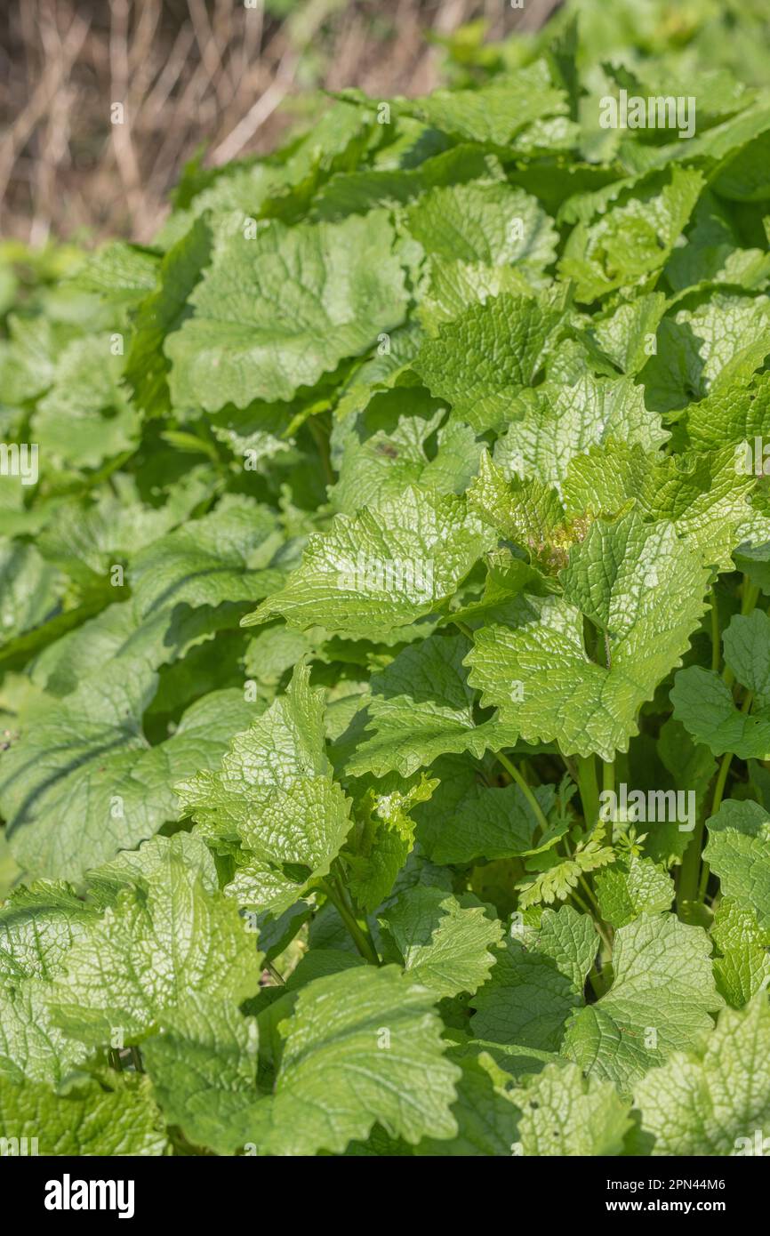 Pre-flowering leaves of Hedge Garlic, Jack by the Hedge / Alliaria petiolata growing in sunny springtime hedge. Used as medicinal plant and for food. Stock Photo